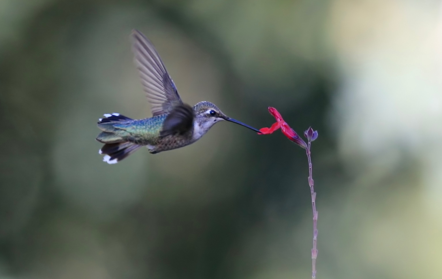 Community photo by Jelieta Walinski Ph.D | Ash Canyon Bird Sanctuary, Hereford, AZ, USA