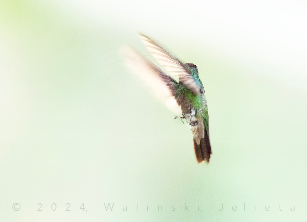 Community photo entitled Rivoli In Flight by Jelieta Walinski Ph.D on 07/27/2024 at Ramsey Canyon, Arizona, USA