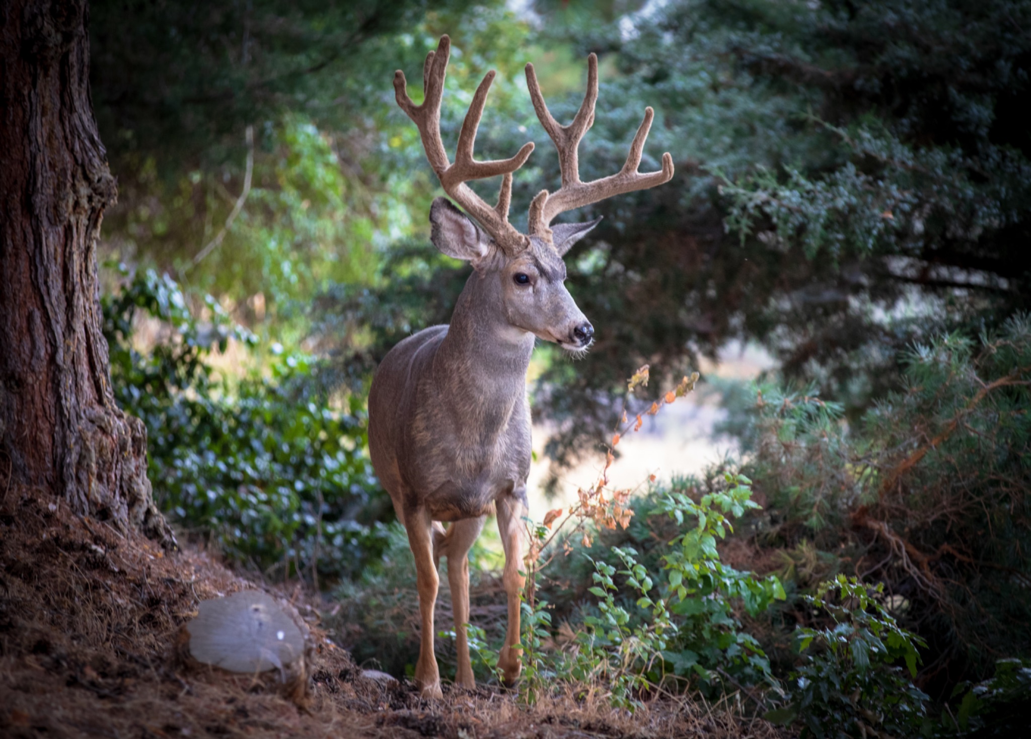 Community photo entitled Deer by Eric Thurber on 08/29/2024 at Boise, ID