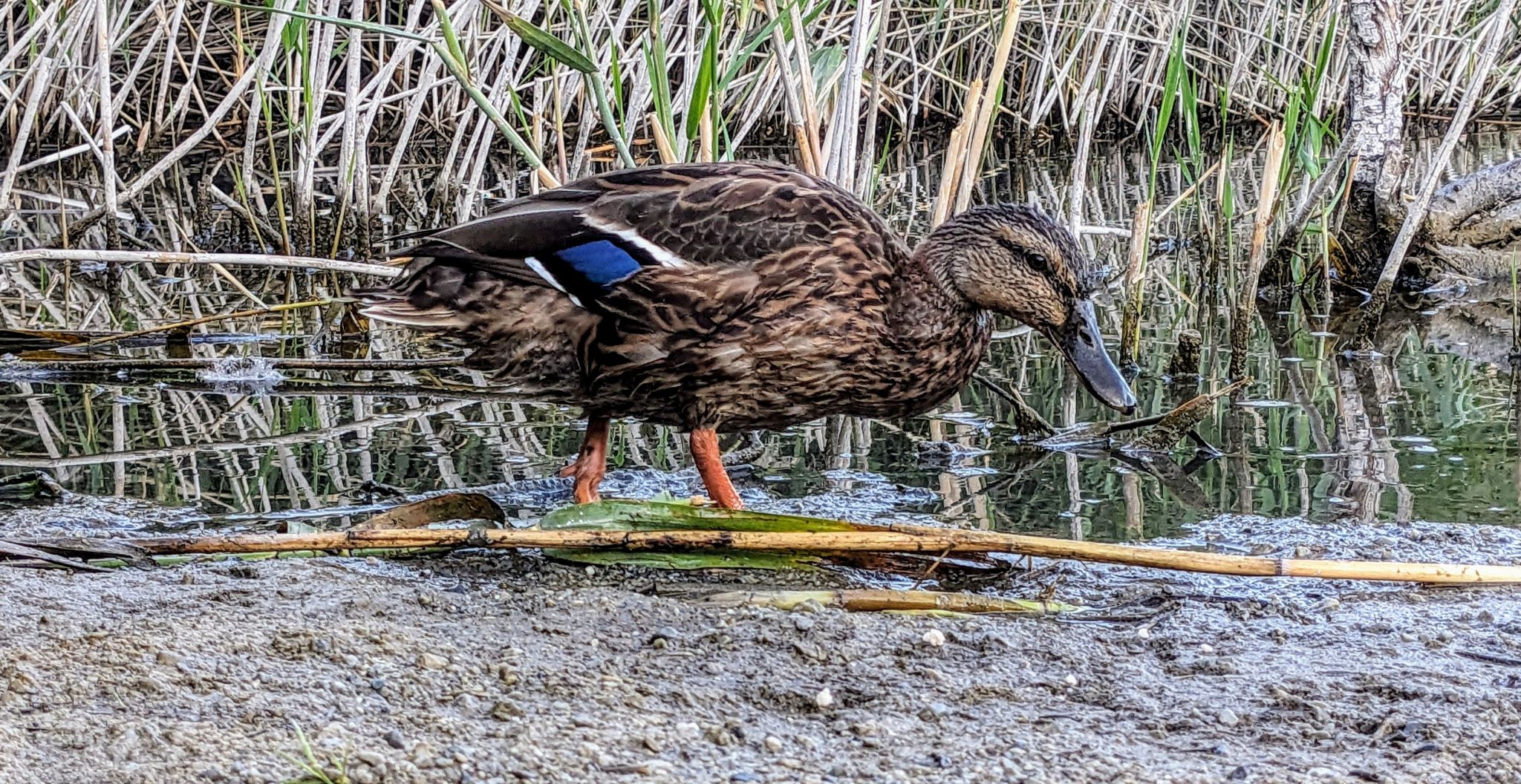 Community photo entitled Female Mallard duck. by Steve Price on 09/02/2024 at South Jordan River, UT