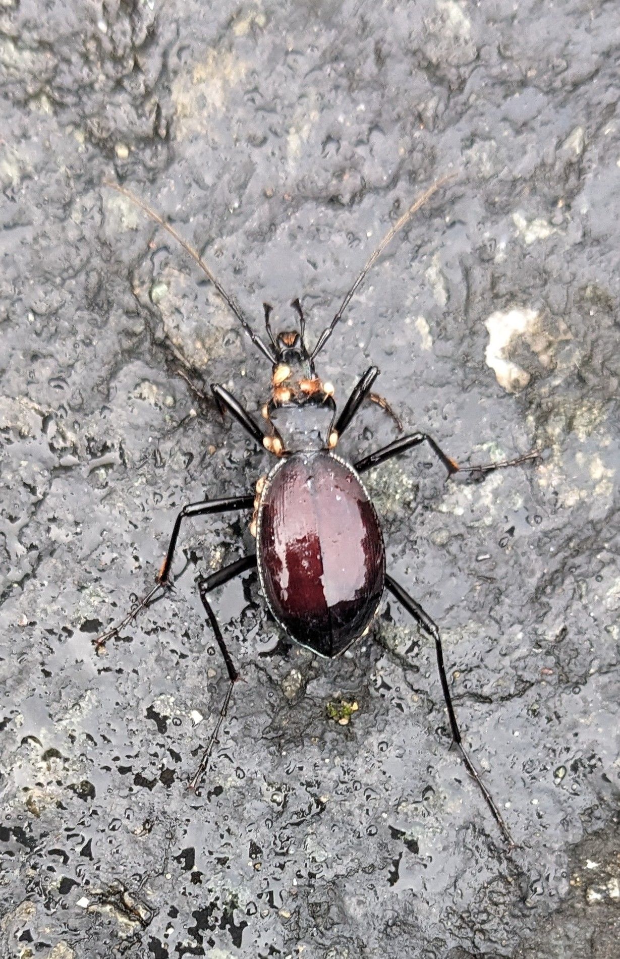 Community photo entitled Narrow-collared Snail-eating Beetle by Steve Price on 09/16/2024 at Craig, Alaska on Prince of Wales Island