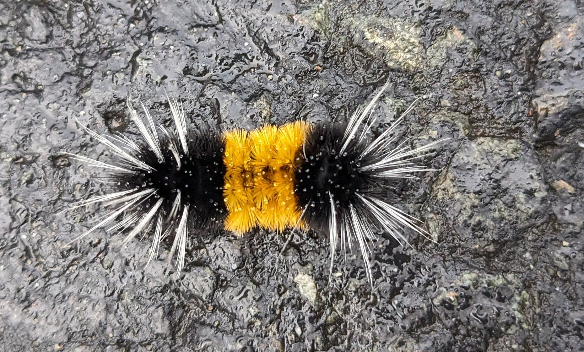 Community photo entitled Don't touch this cute caterpillar! by Steve Price on 09/16/2024 at Prince of Wales Island, Craig, Alaska