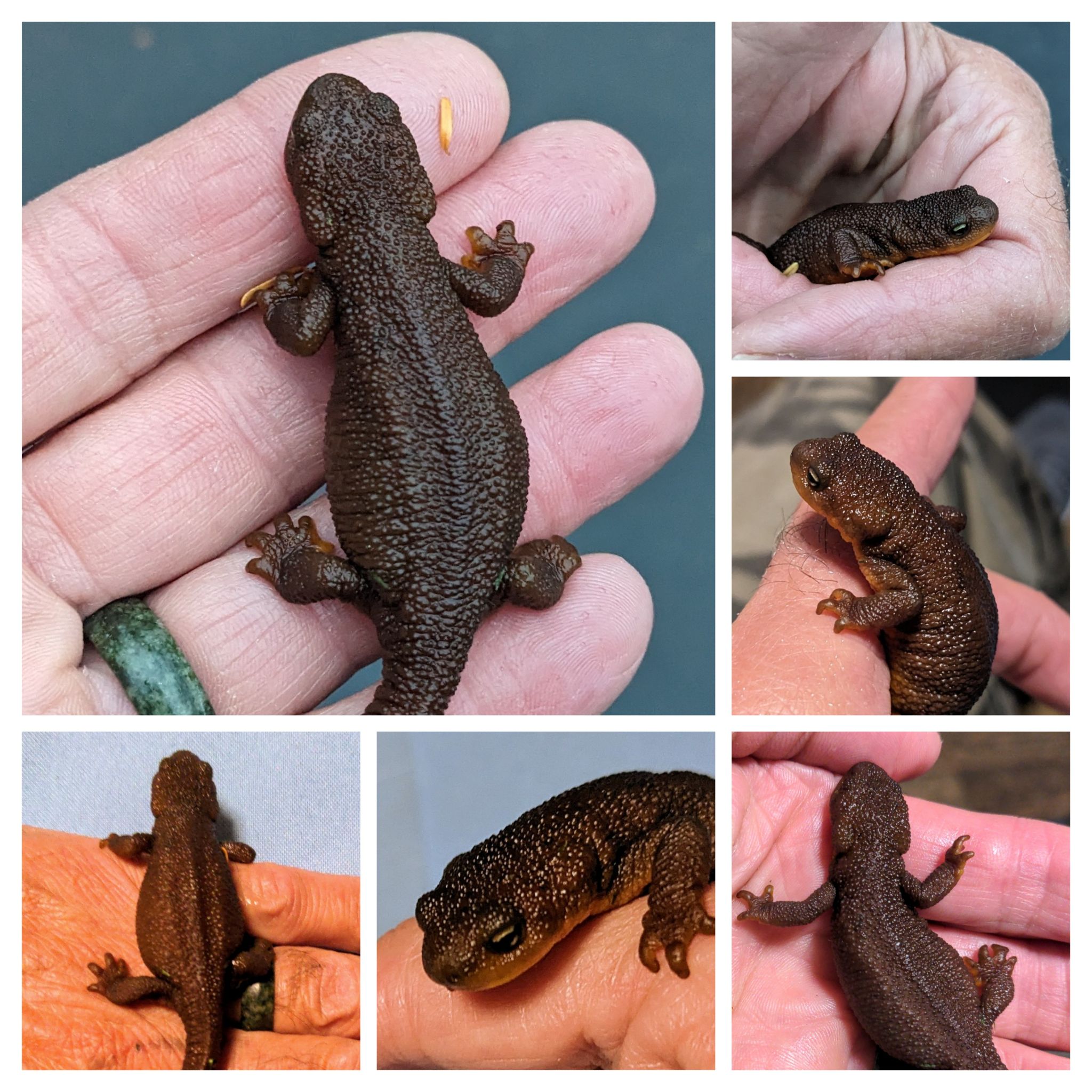 Community photo entitled Rough Skin Newt: Beware! It packs a lethal neurotoxin. by Steve Price on 09/17/2024 at Prince of Wales Island, Craig, Alaska