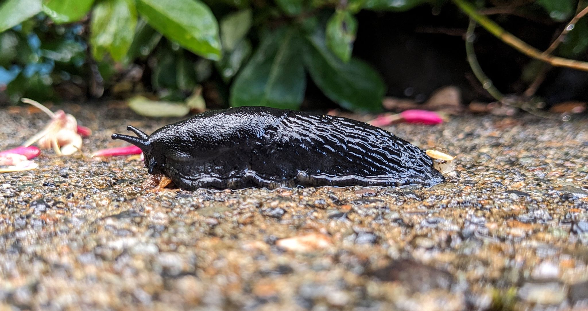 Community photo entitled A Black Slug munching on rhododendron flowers. by Steve Price on 09/19/2024 at Prince of Wales Island Craig Alaska