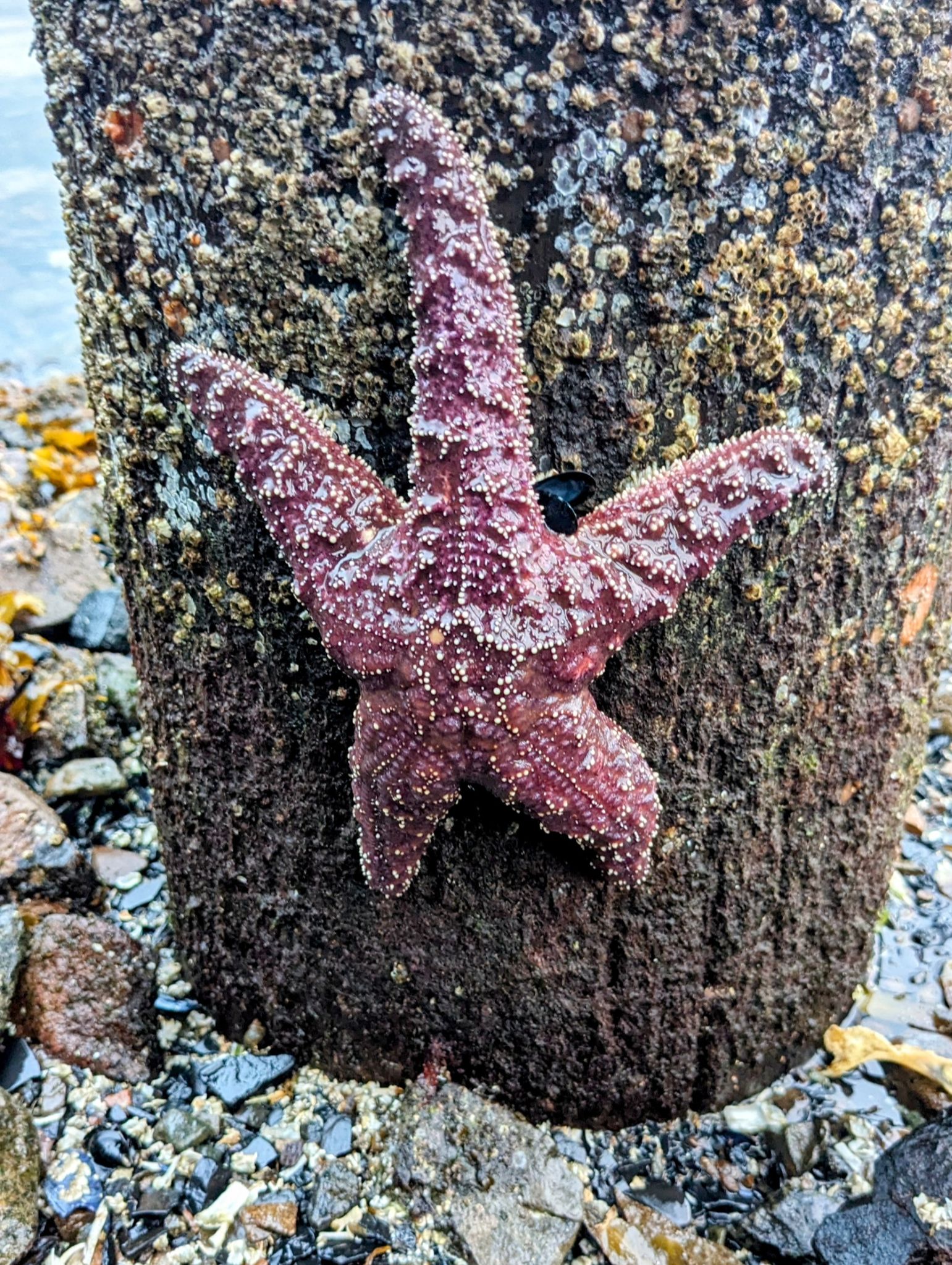 Community photo entitled Purple Orange Sea Star at low tide. by Steve Price on 09/19/2024 at Prince of Wales Island Craig Alaska