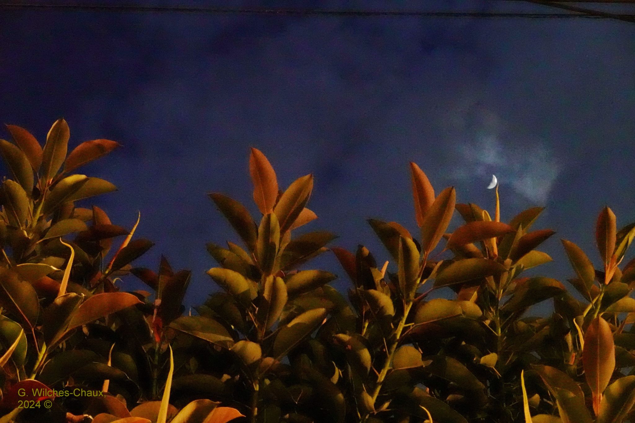 Community photo entitled Rubber Tree Moon by Gustavo Wilches-Chaux on 09/09/2024 at Bogotá, Colombia