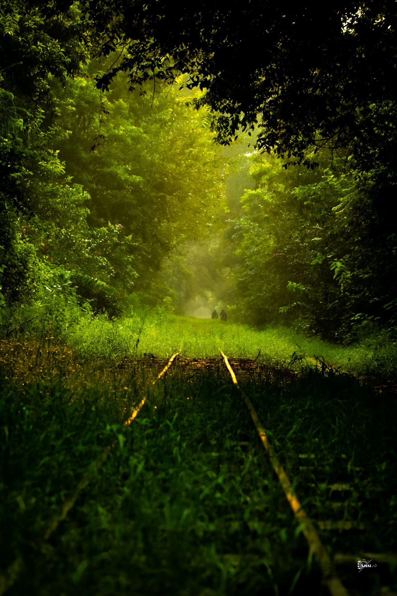 Community photo entitled Forgotten Track of Changa Manga Forest by Saqlain Haider on 09/06/2024 at Changa Manga, Punjab, Pakistan