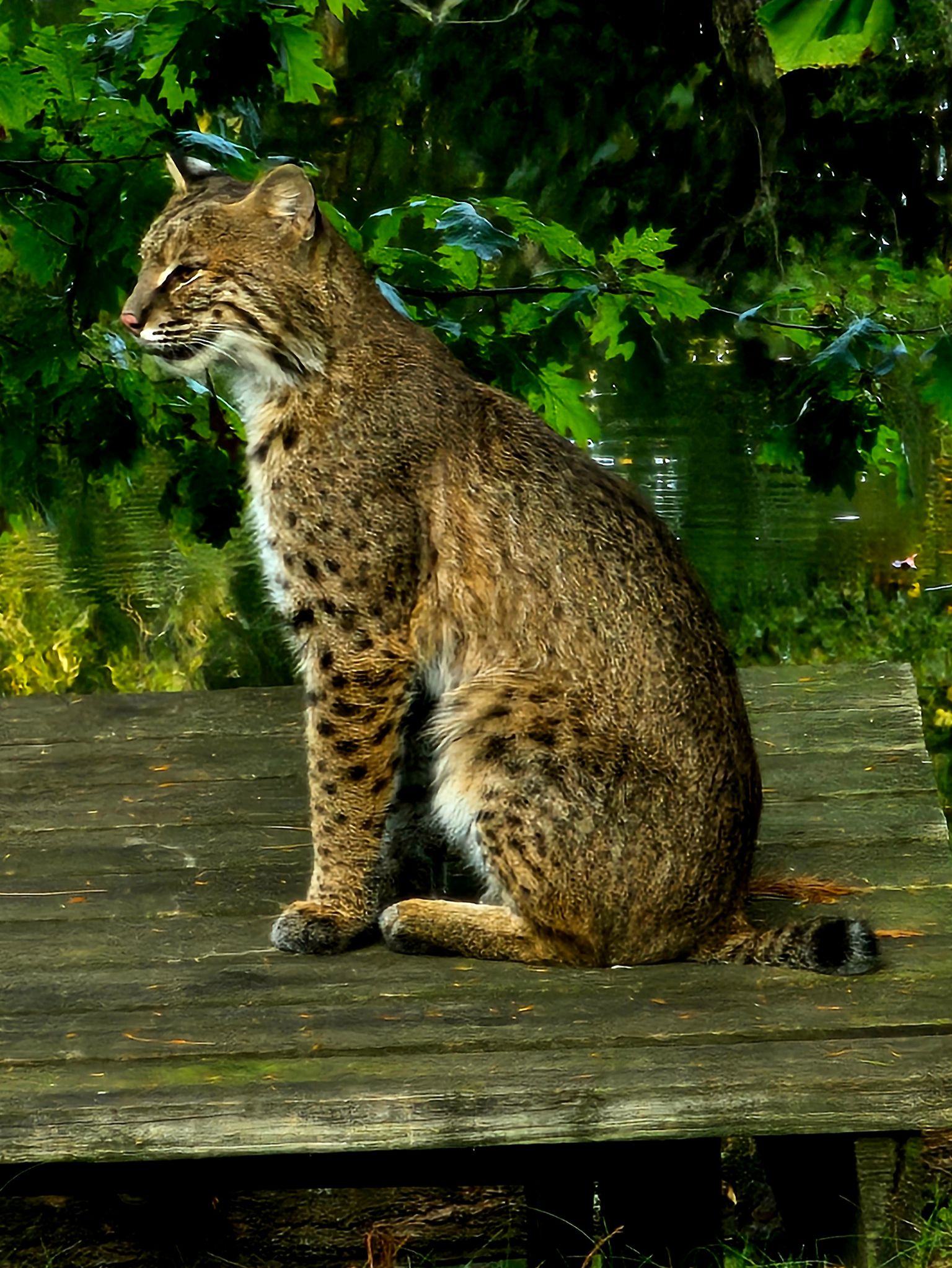 Community photo entitled Bobcat by Fred Holman on 09/23/2024 at Contoocook, New Hampshire USA