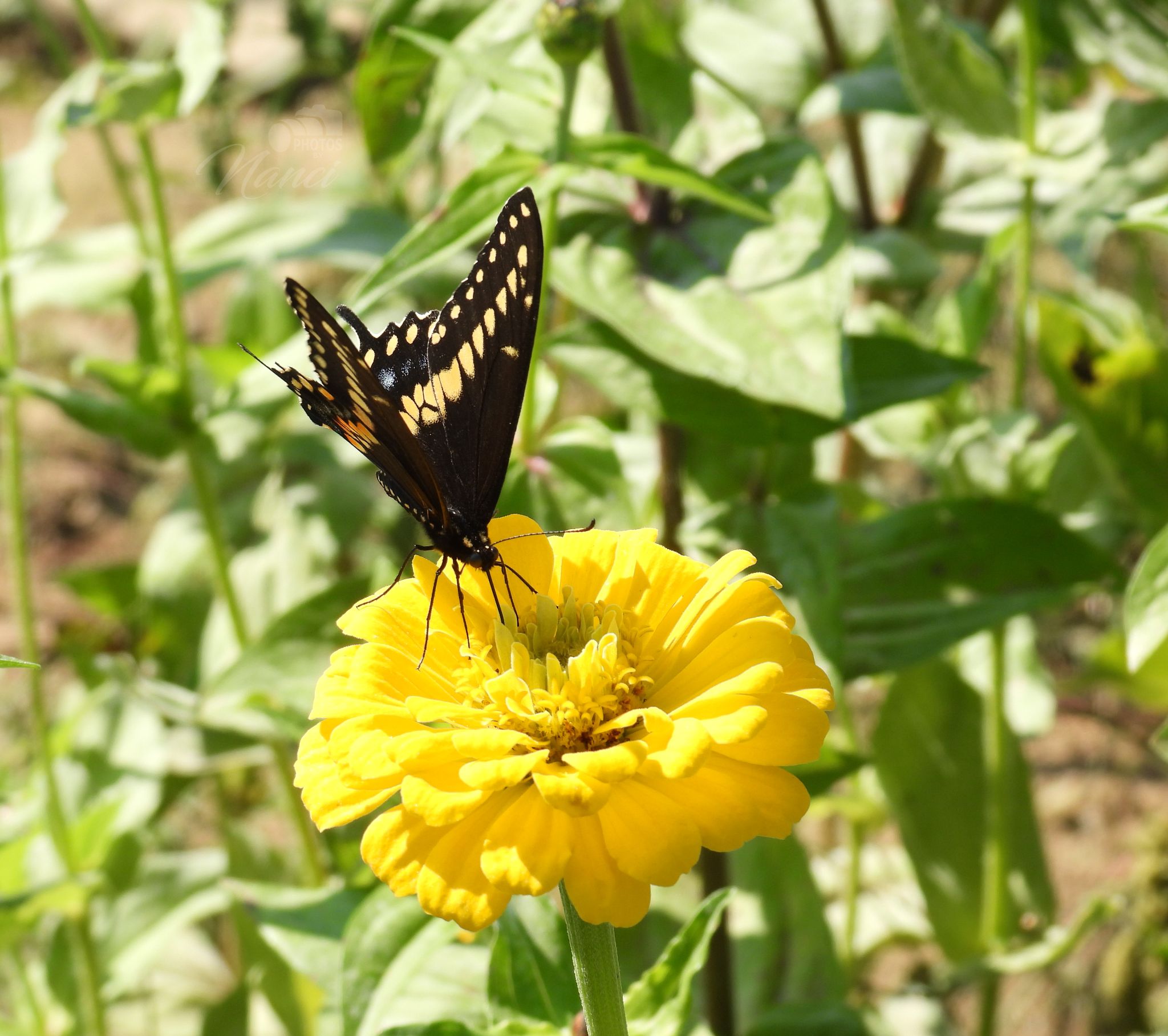 Community photo entitled Black Swallowtail by Nanci McCraine on 09/22/2024 at Locke, New York