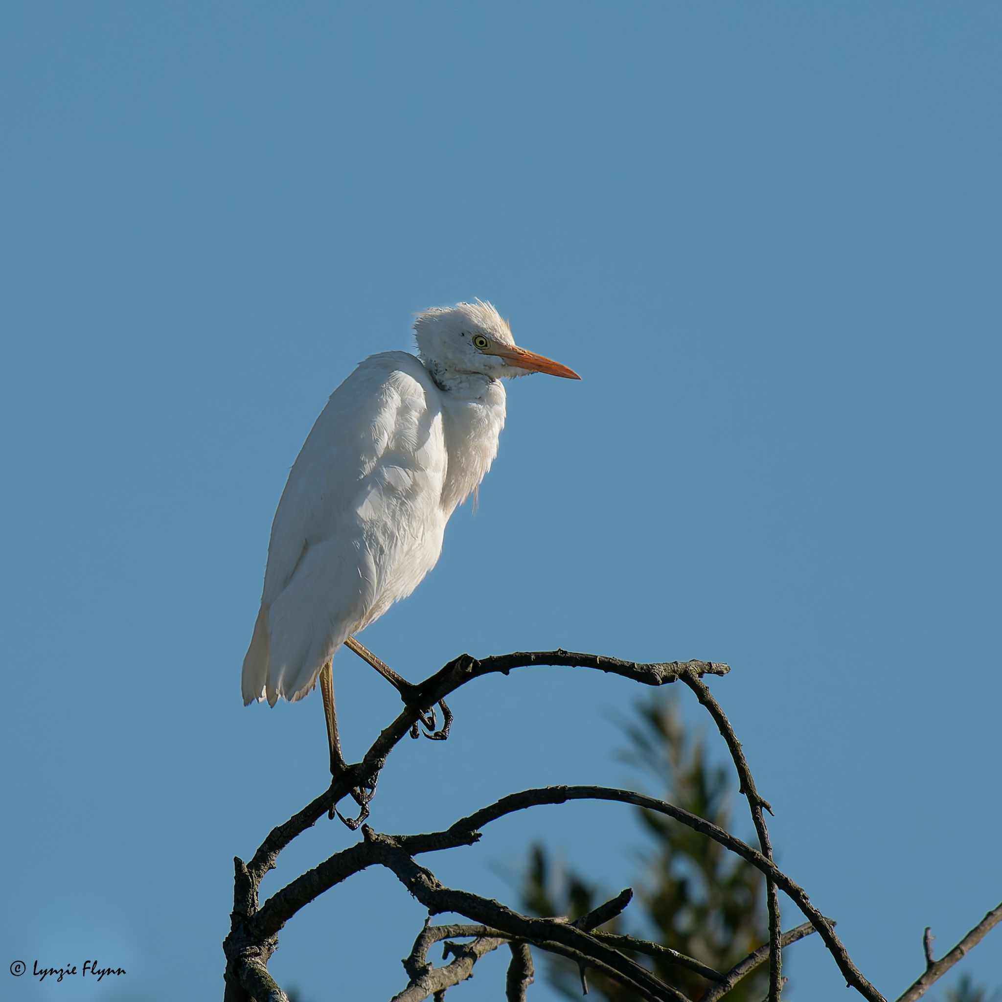 Community photo entitled The High Point by Lynzie Flynn on 09/04/2024 at Playa del Rey, CA