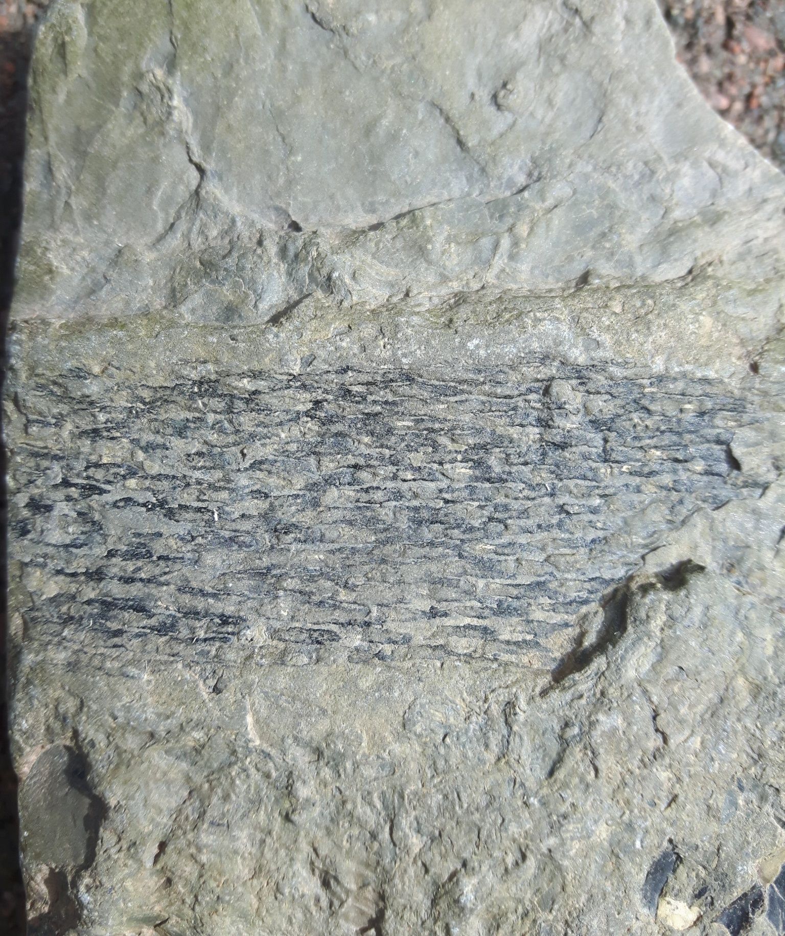 Community photo entitled Colpodexylon deatsii by David Hoskin on 09/24/2024 at Blue Beach, Nova Scotia, Canada