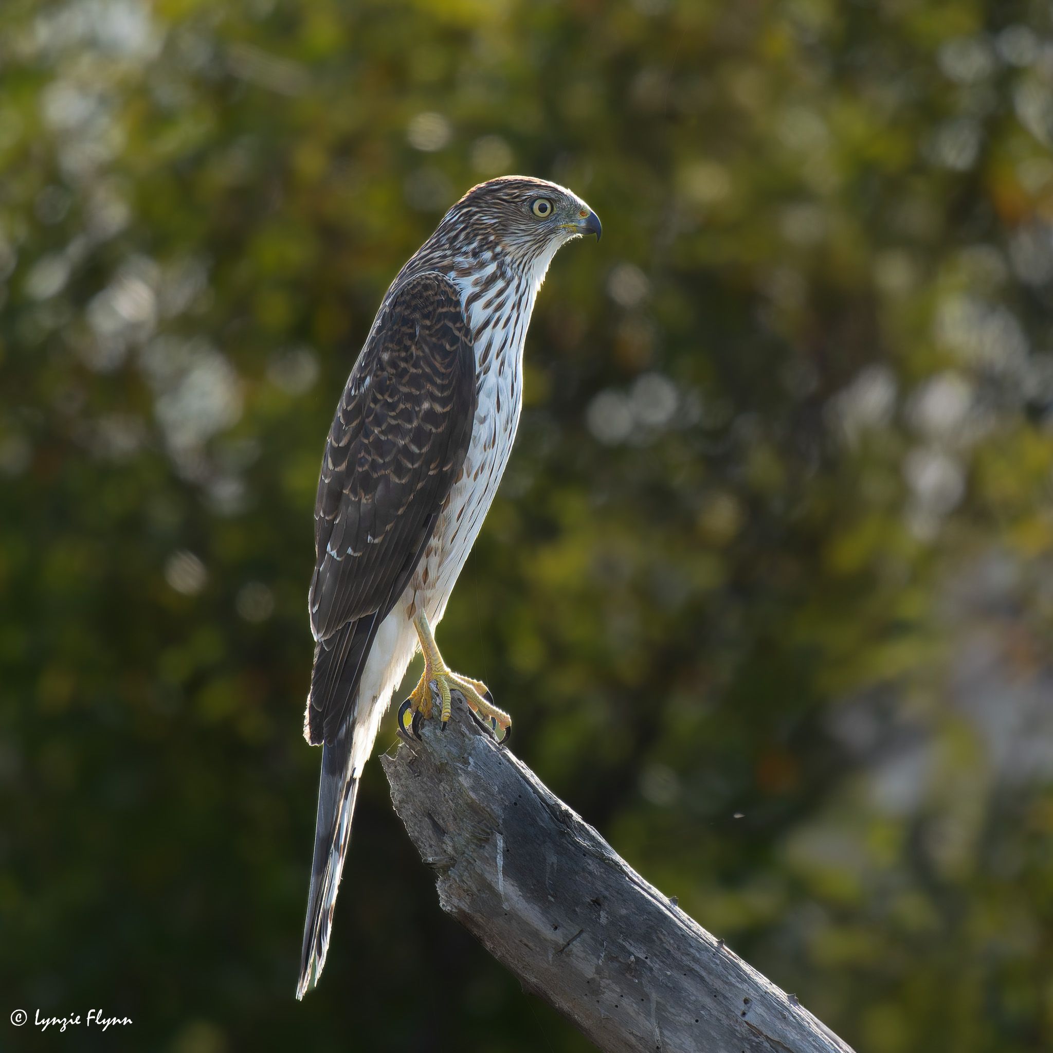 Community photo entitled Stare down by Lynzie Flynn on 09/07/2024 at Playa del Rey, CA