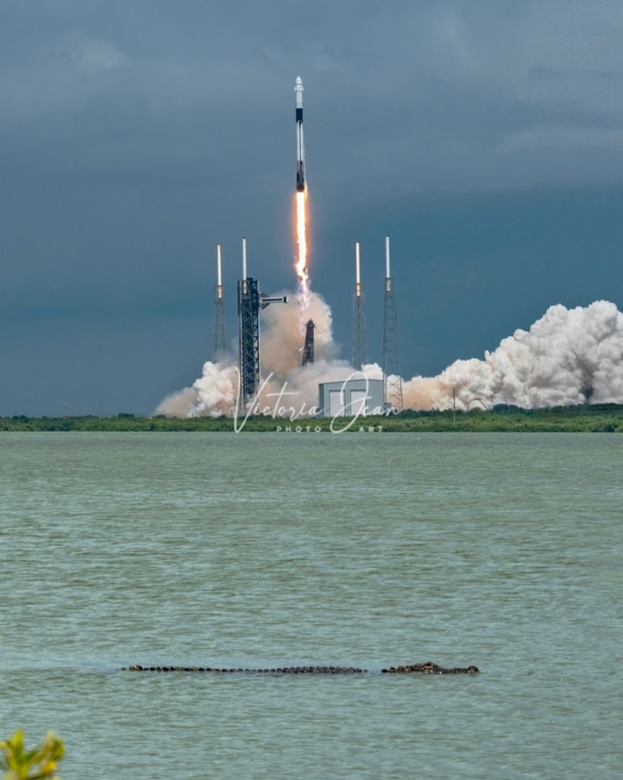 Community photo entitled Gator Watches NASA Crew 9 Launch by Victoria Buckman on 09/29/2024 at Cape Canaveral Space Force Base, FL