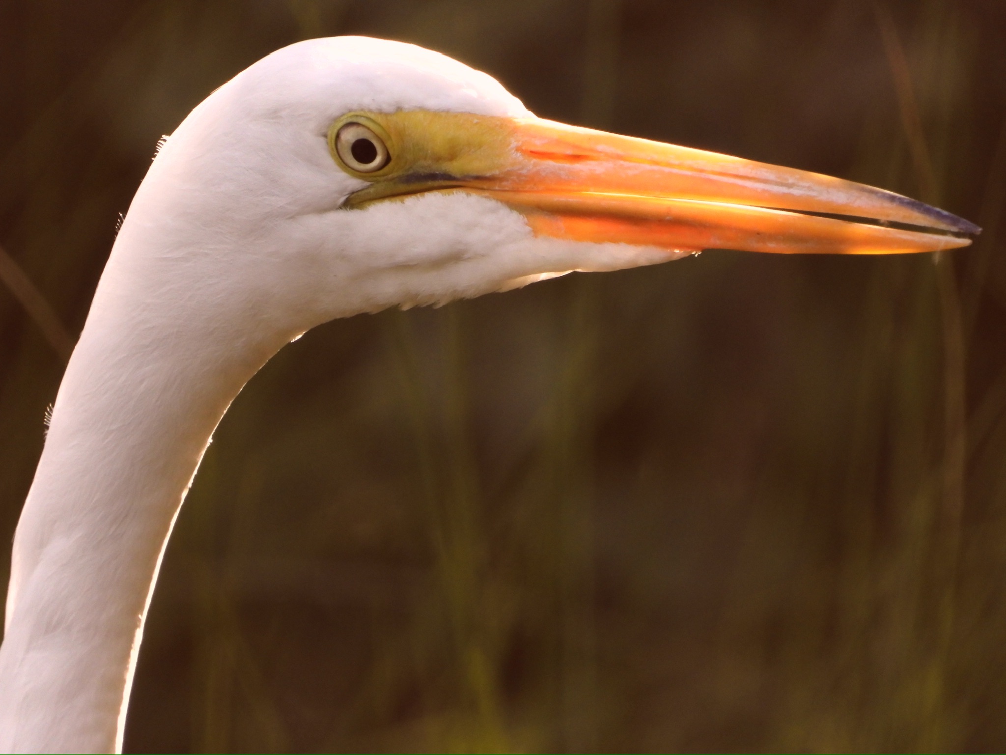 Community photo by Alyssa Michaud | Ormond Beach