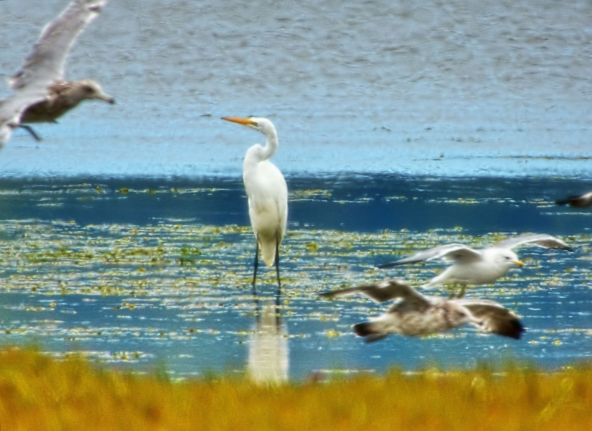 Community photo by Cecille Kennedy | Yaquina Estuary, Newport, Oregon