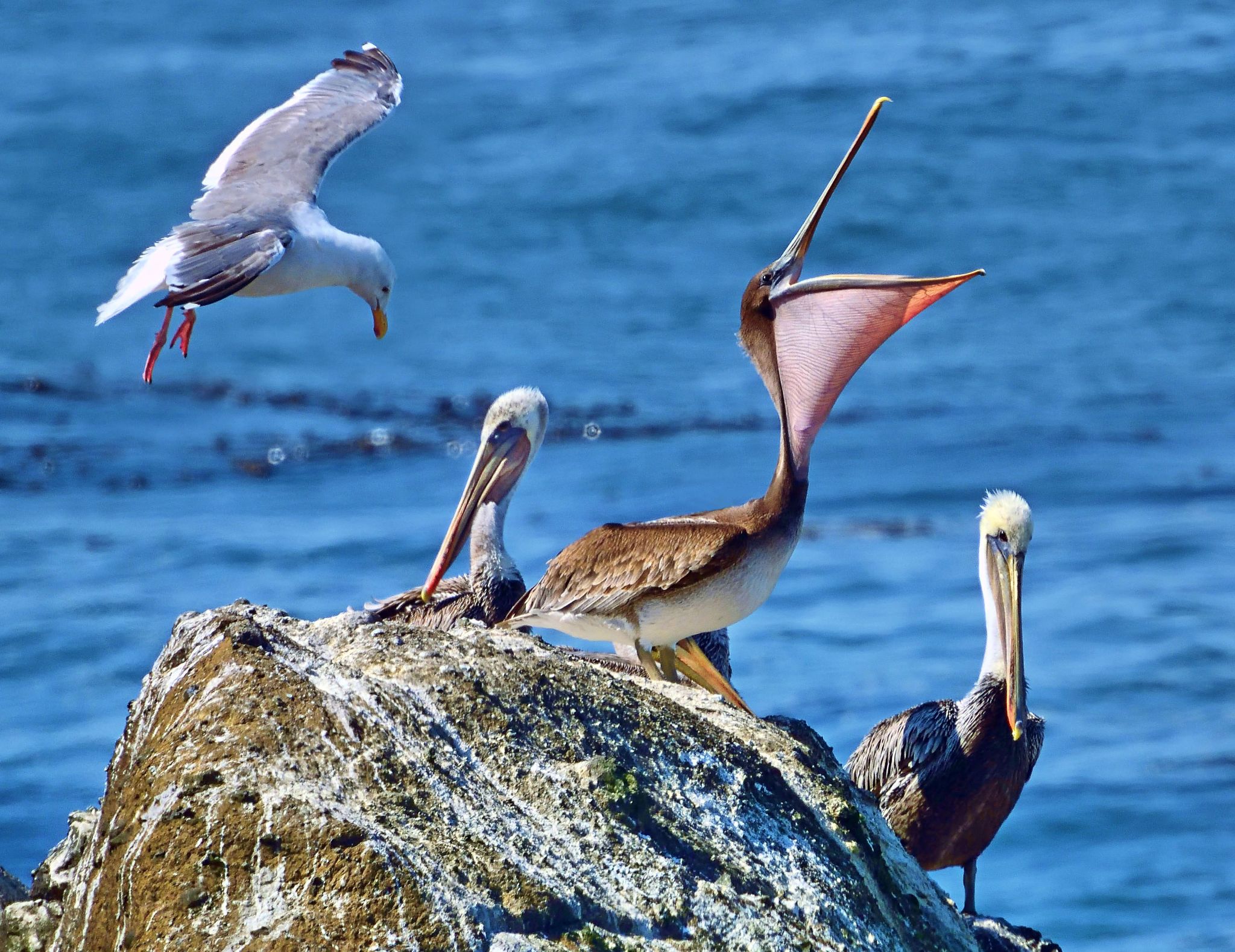 Community photo entitled Pelican Head Throw by Cecille Kennedy on 09/04/2024 at Pirate Cove, Oregon