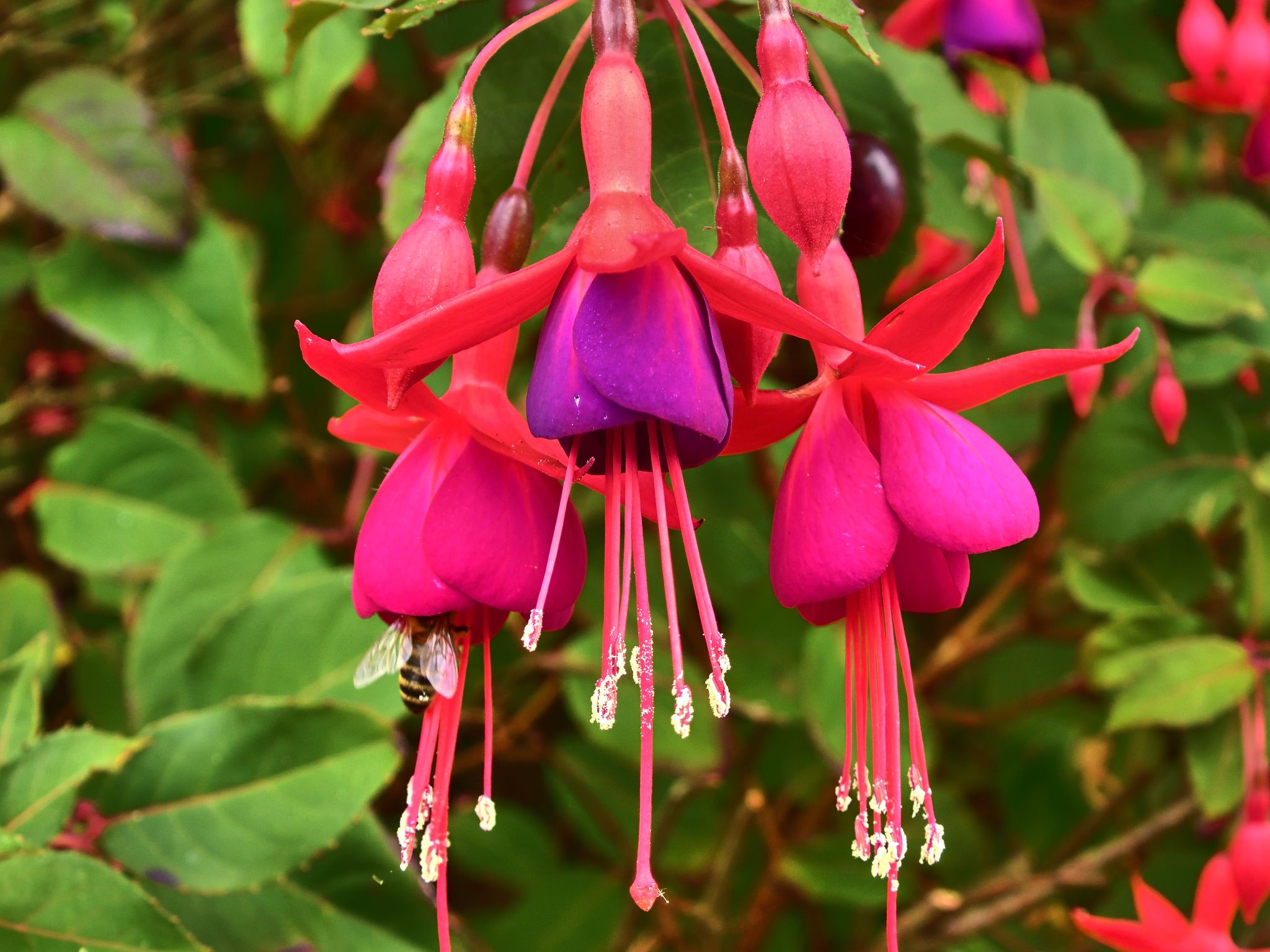 Community photo entitled Honeybee and Fuchsia by Cecille Kennedy on 09/07/2024 at Depoe Bay, Oregon