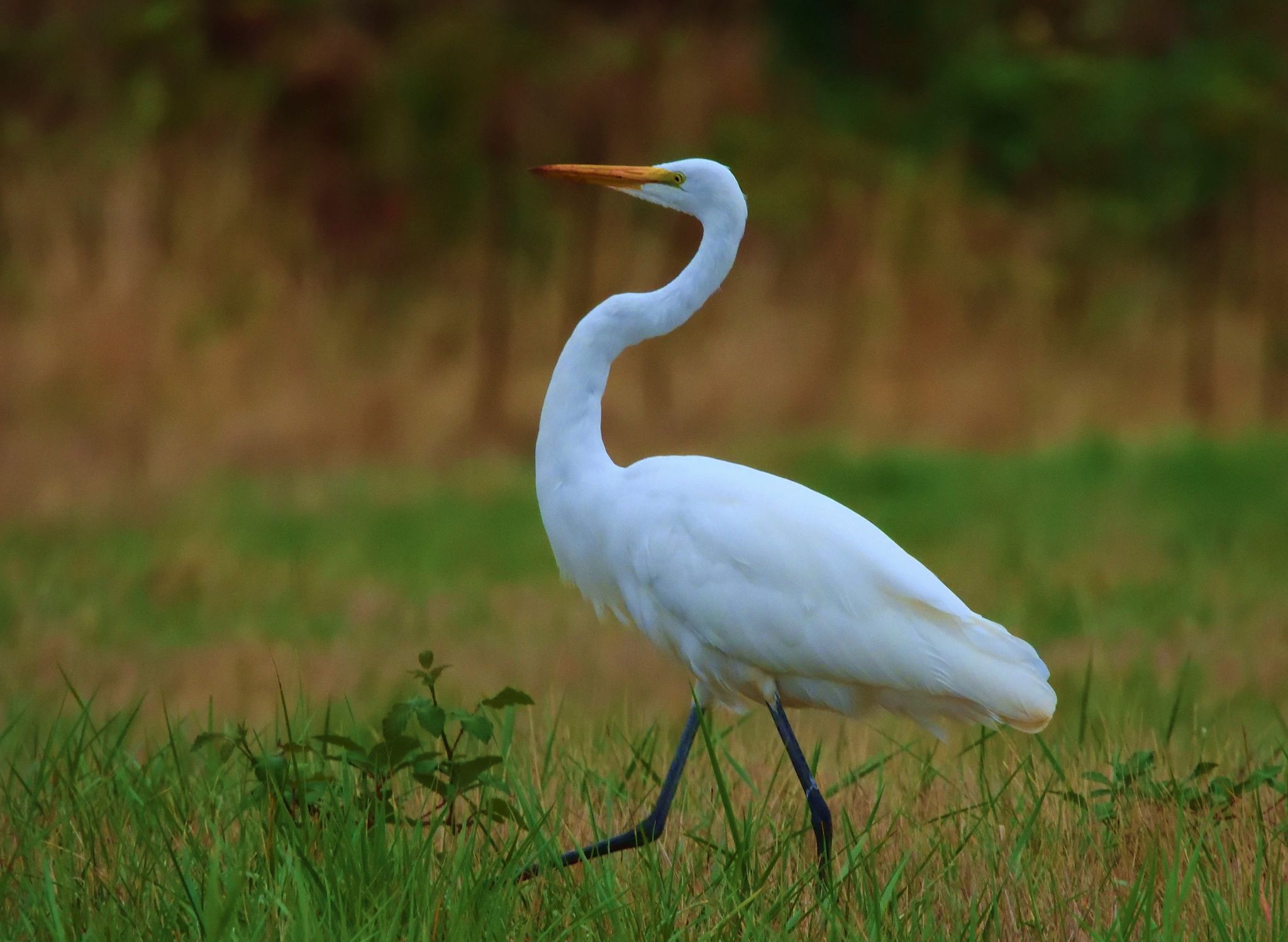 Community photo entitled Great Egret by Cecille Kennedy on 09/18/2024 at Ridgefield, WA