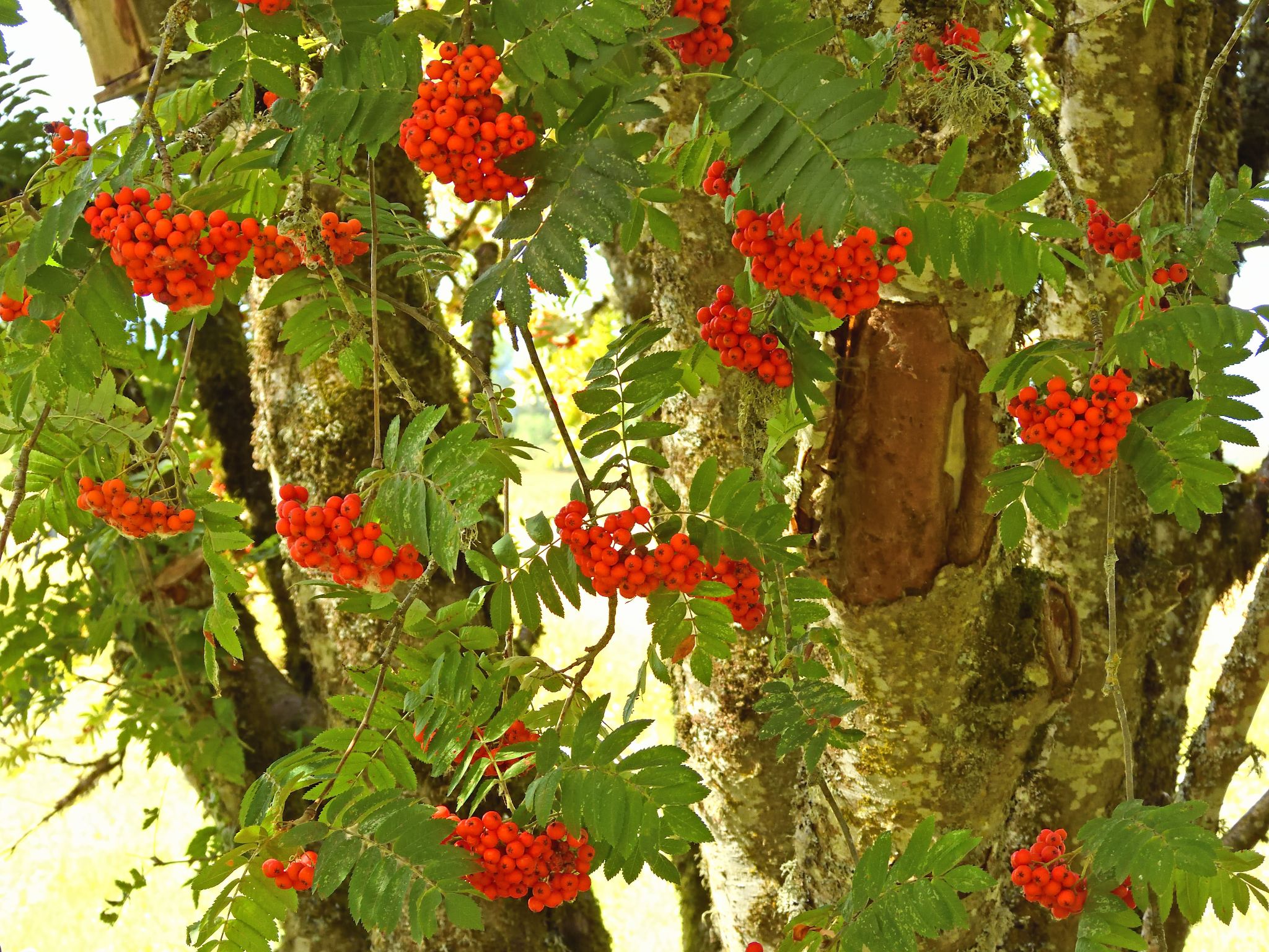 Community photo entitled Rowan by Cecille Kennedy on 09/20/2024 at Sauvie Island, Oregon