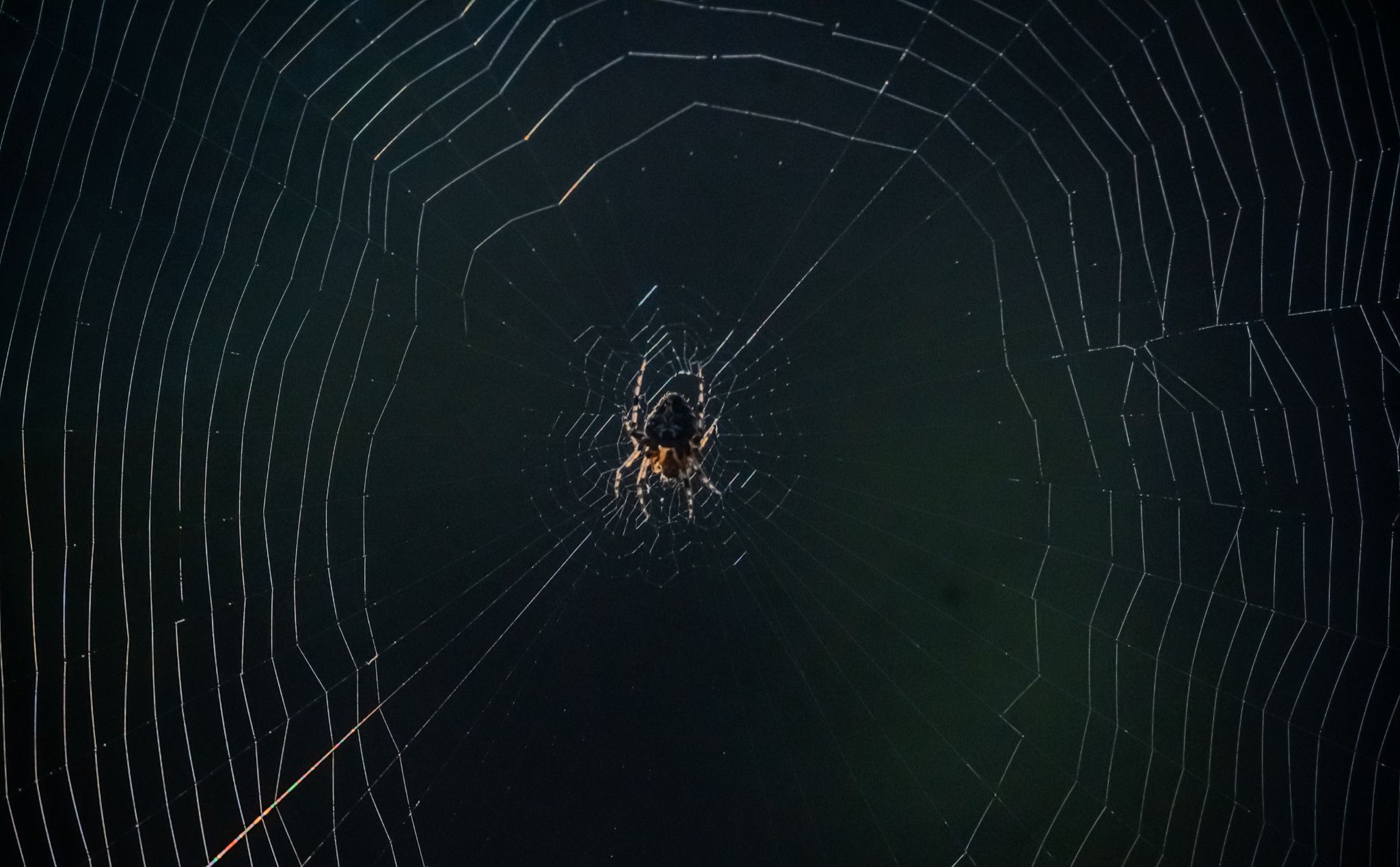 Community photo entitled European garden spider by Shaurya Salunkhe on 09/16/2024 at Pune,Maharashtra, India