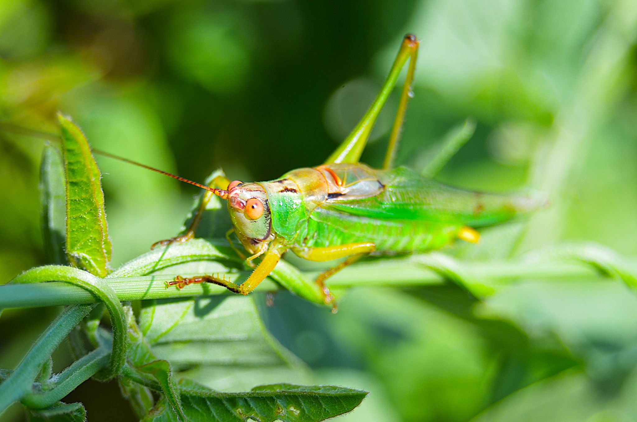 Community photo entitled Colorful katydid by Randy Strauss on 09/04/2024 at Walnut Creek Lake, Nebraska