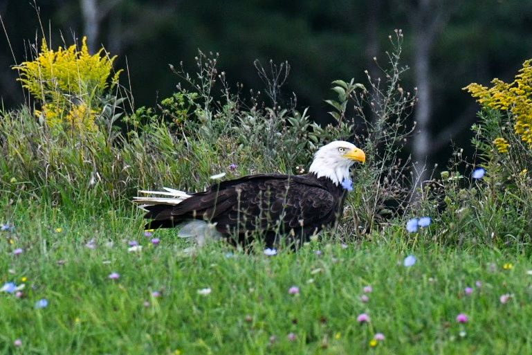 Community photo by Lorraine Boyd | Cobleskill, New York