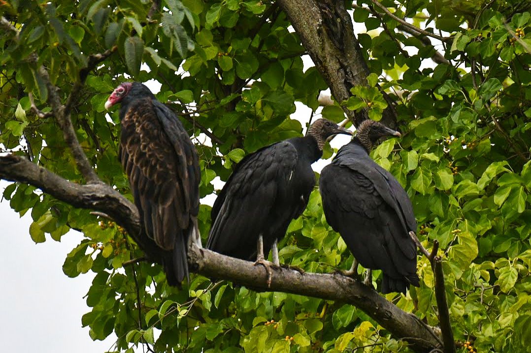 Community photo entitled Roosting Vultures by Lorraine Boyd on 09/09/2024 at Delmar, New York