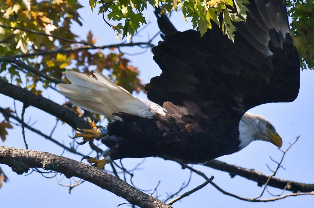 Community photo entitled Sudden Flight by Lorraine Boyd on 09/12/2024 at Knox, New York