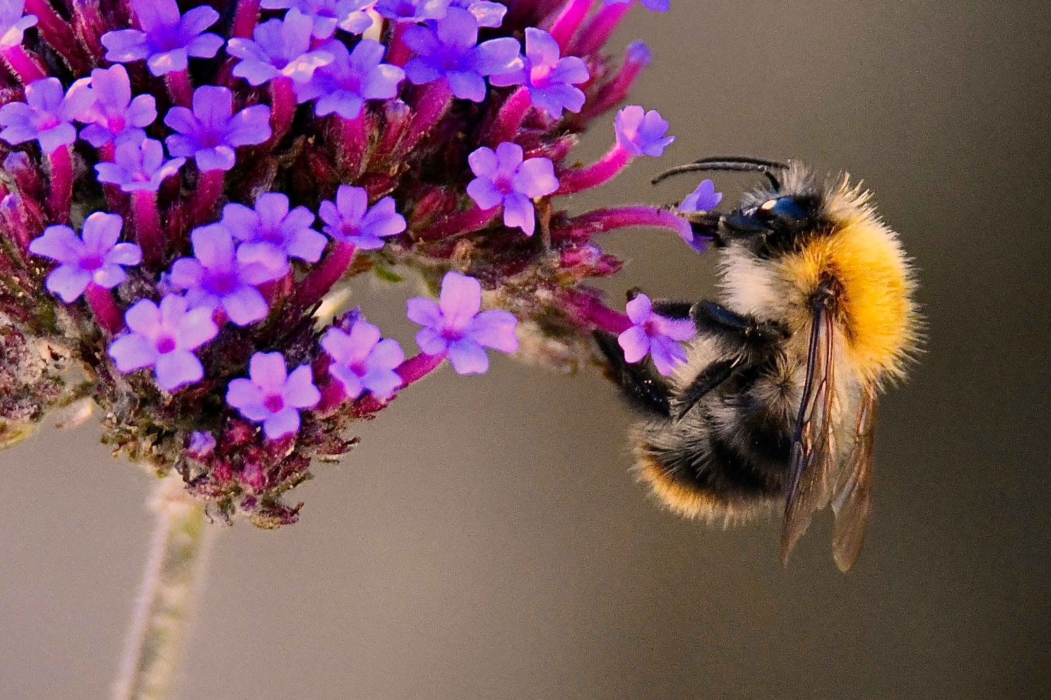 Community photo entitled Buzz of colour by CAIRBRE O CIARDHA on 09/16/2024 at Cill Ruairí, Cill Mhantáin. Ireland