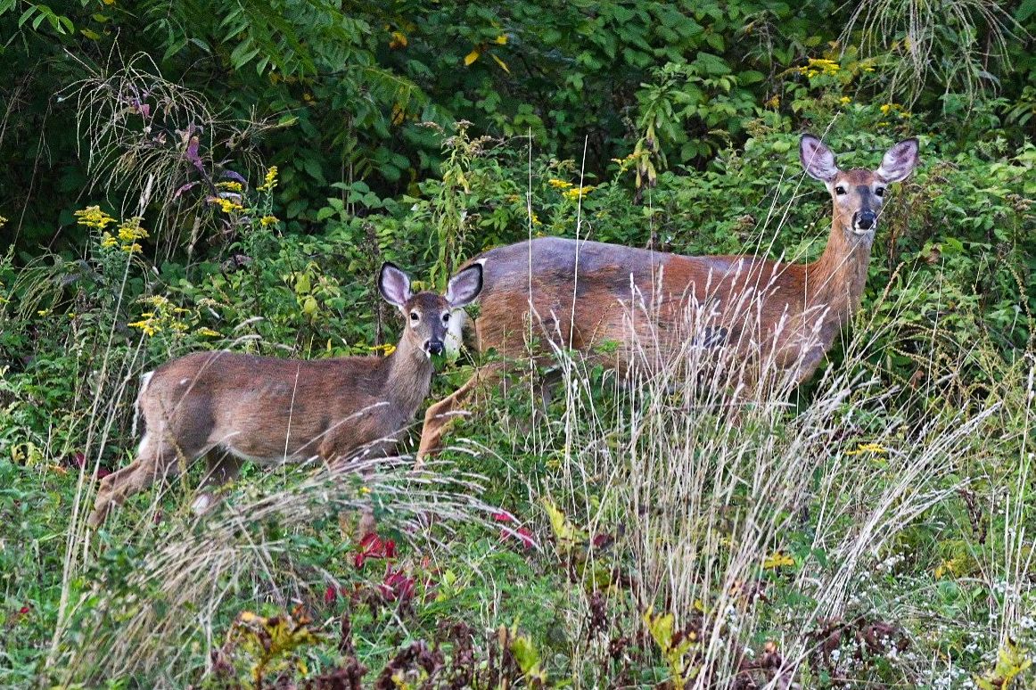 Community photo entitled White-tailed Doe & Yearling by Lorraine Boyd on 09/19/2024 at Delmar, New York