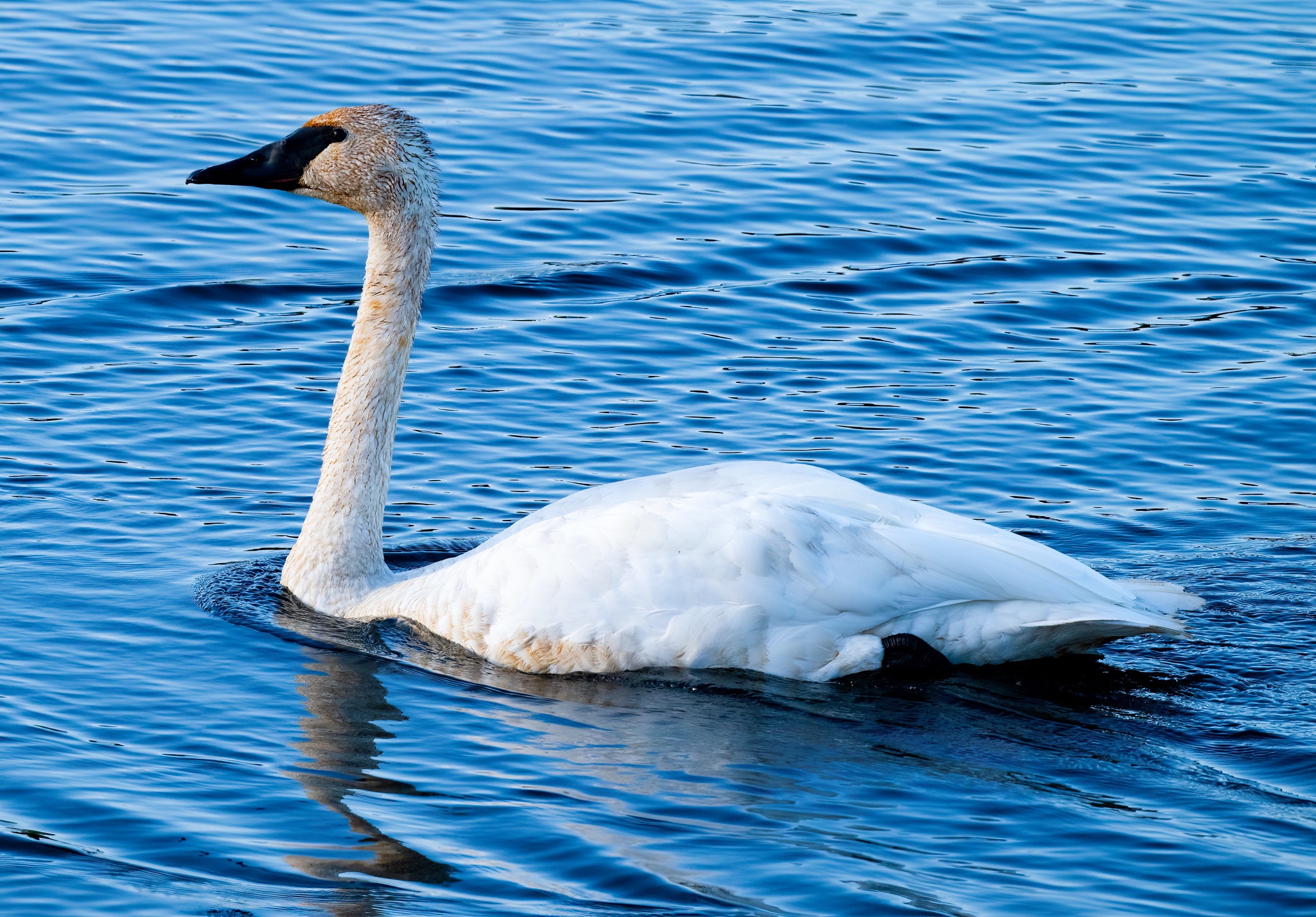 Community photo entitled Trumpeter Swan by Eliot Herman on 08/22/2024 at Anchorage Alaska