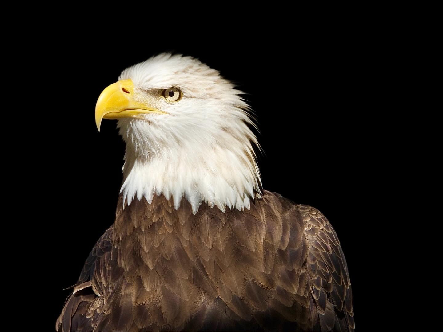 Community photo entitled American Eagle by Alyssa Michaud on 09/07/2024 at Ormond Beach Scenic Loop, Ormond Beach FL