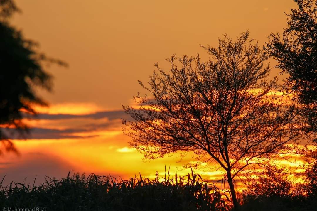 Community photo entitled The Golden hour therapy by Muhammad Bilal on 09/21/2024 at Talagang Punjab pakistan