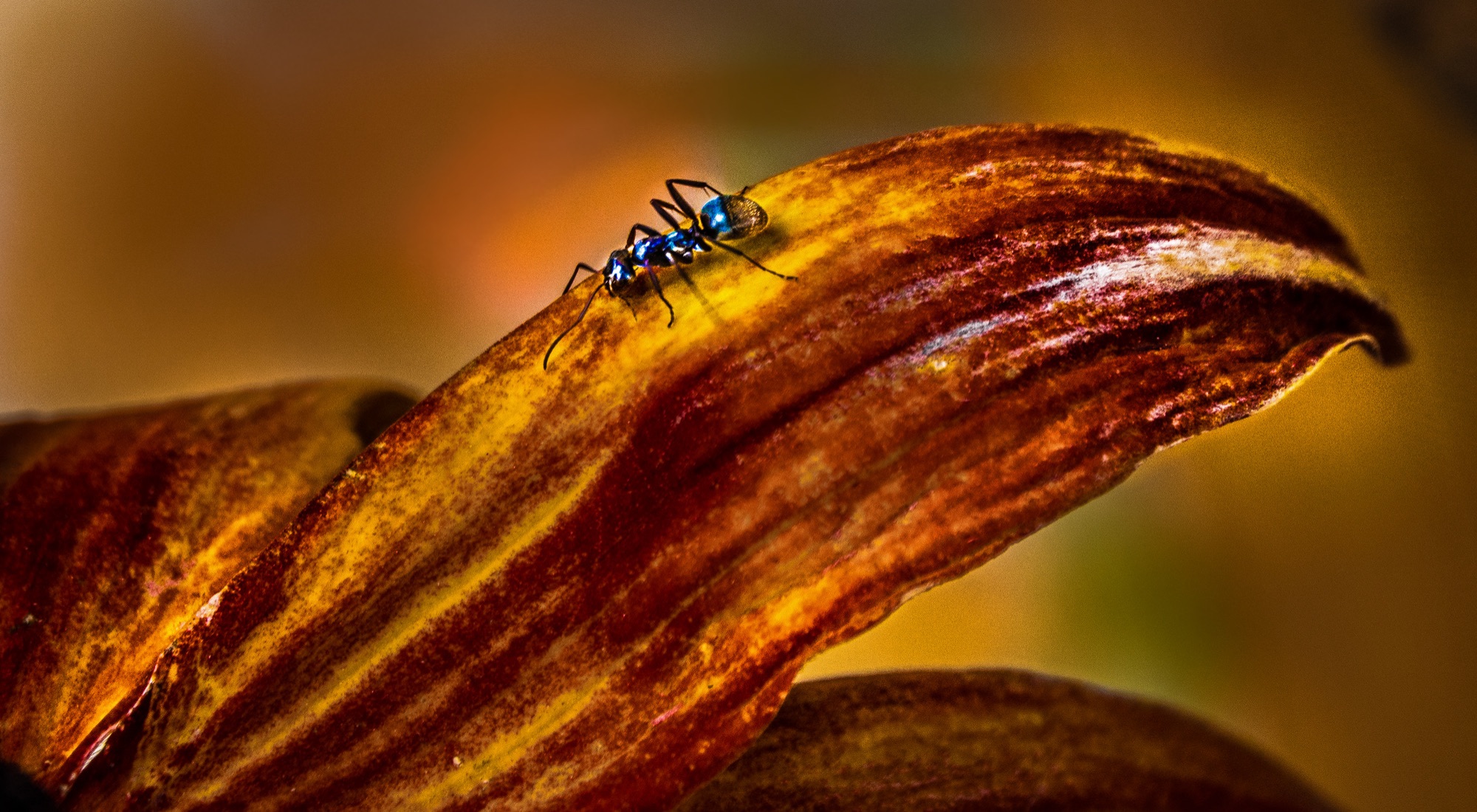 Community photo entitled The Blue Ant by Christoph Stopka on 09/17/2024 at Westcliffe, Colorado.  USA