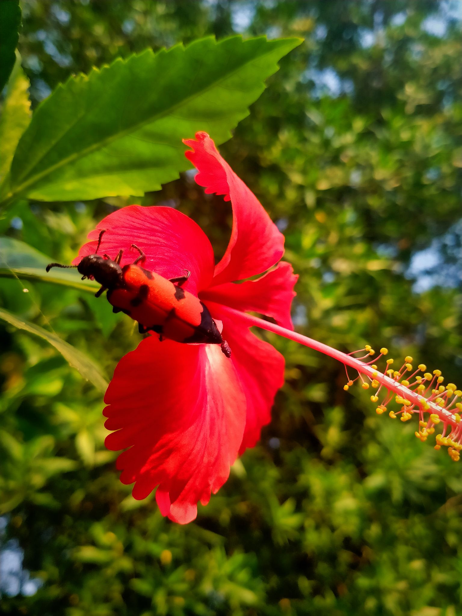 Community photo entitled Insects and Plants by Abbas Haider on 09/22/2024 at Lahore