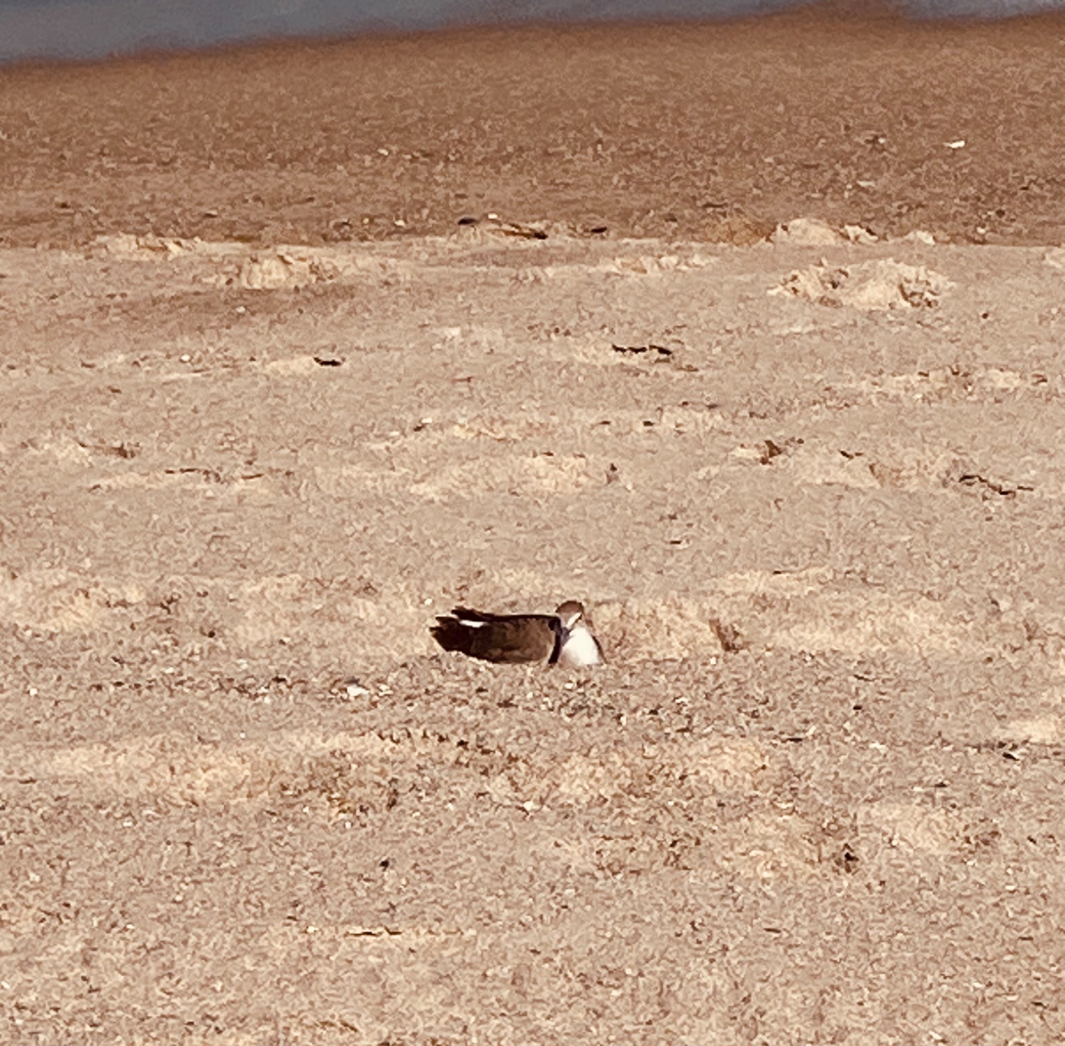 Community photo entitled Resting Sanderling by Sharon Tompkins on 09/17/2024 at Kure Beach, NC