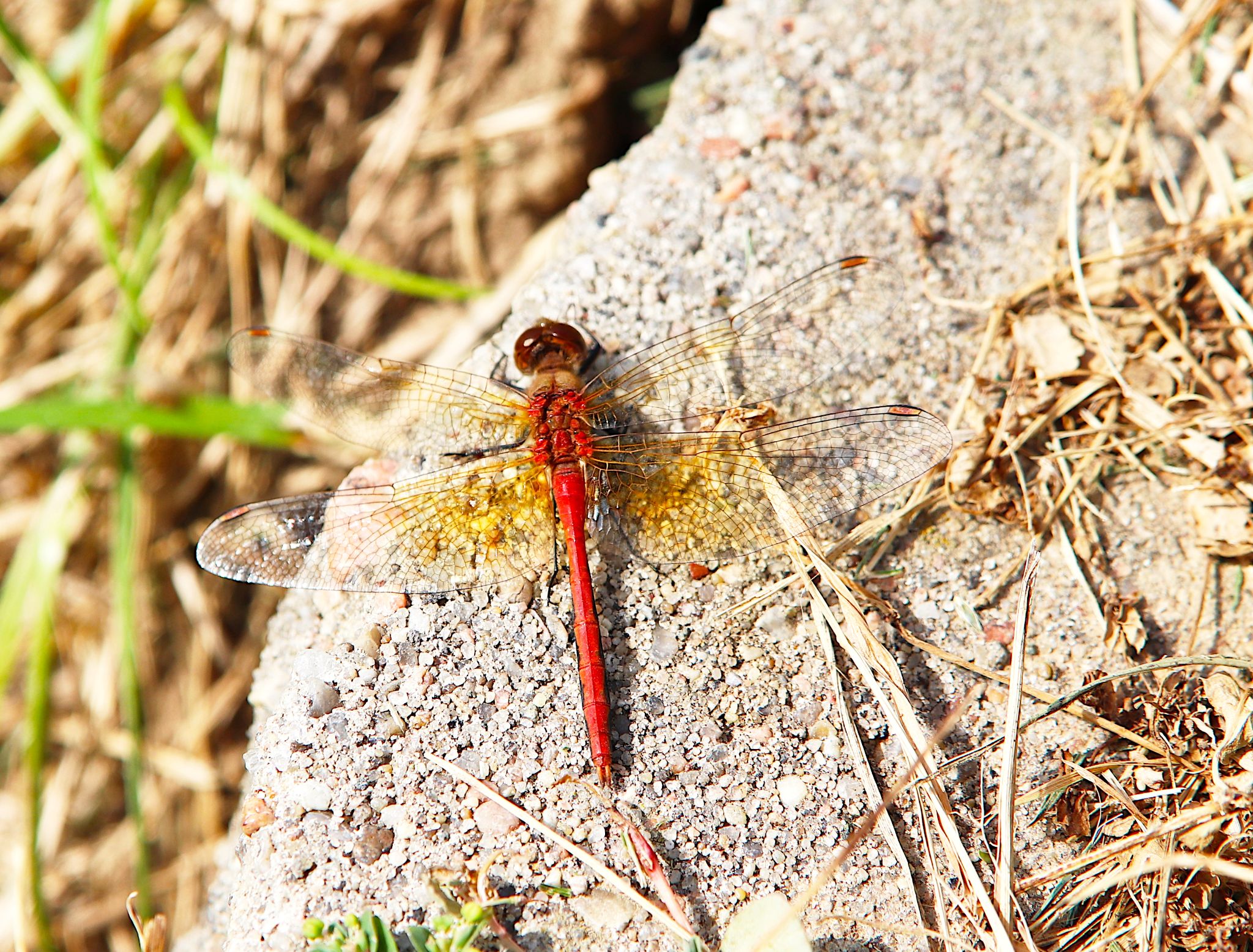 Community photo entitled Autumn Meadowhawk signals end of dragonfly season by Randy Strauss on 09/06/2024 at Suburb of Omaha, Nebraska