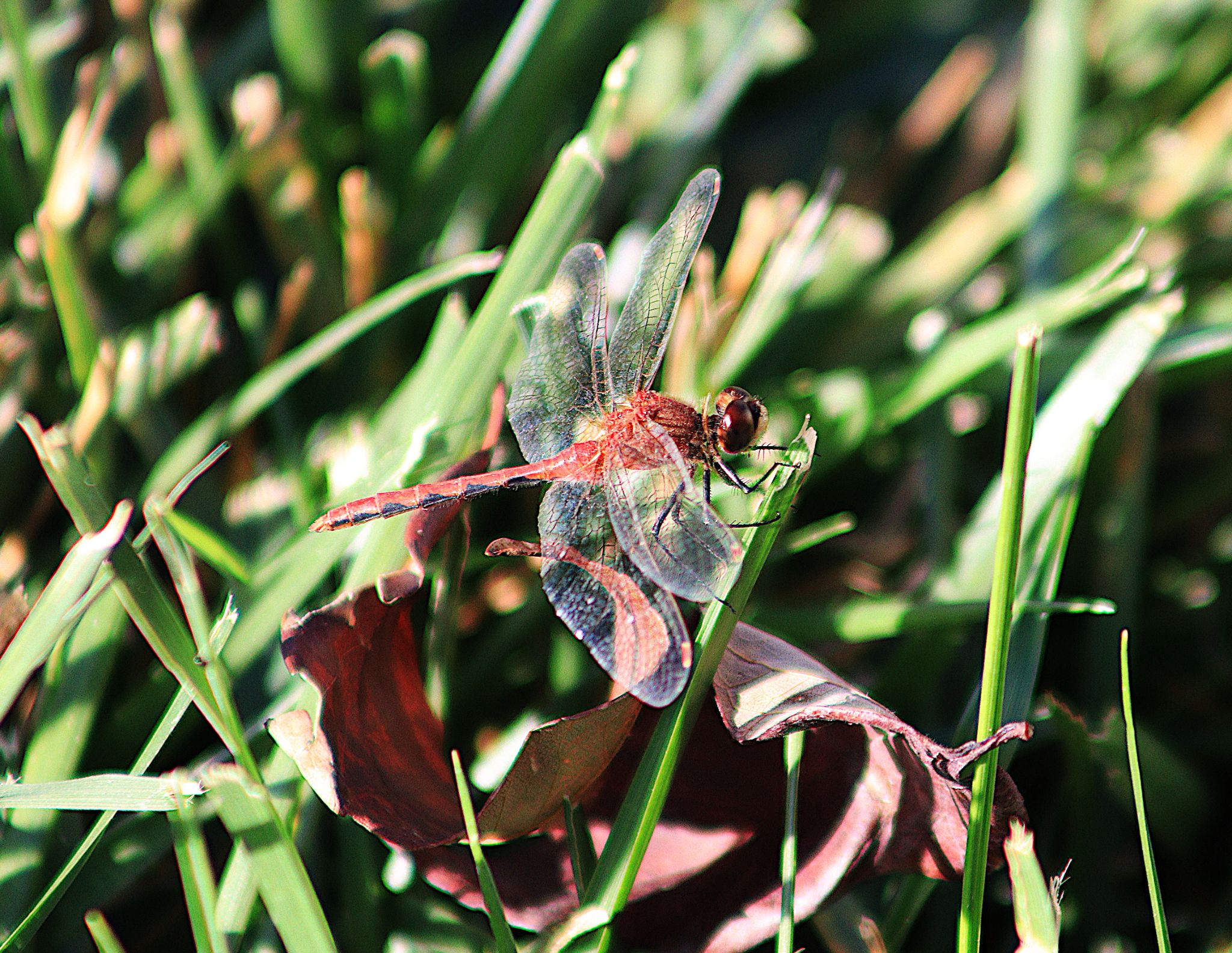 Community photo entitled Autumn Meadowhawk coping with another very hot, dry and windy day by Randy Strauss on 09/20/2024 at Omaha, Nebraska suburb