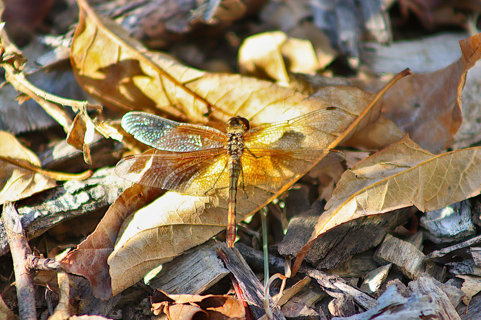 Community photo entitled Autumn Leaves for an Autumn Meadowhawk Dragonfly by Randy Strauss on 09/24/2024 at Omaha, Nebraska suburb