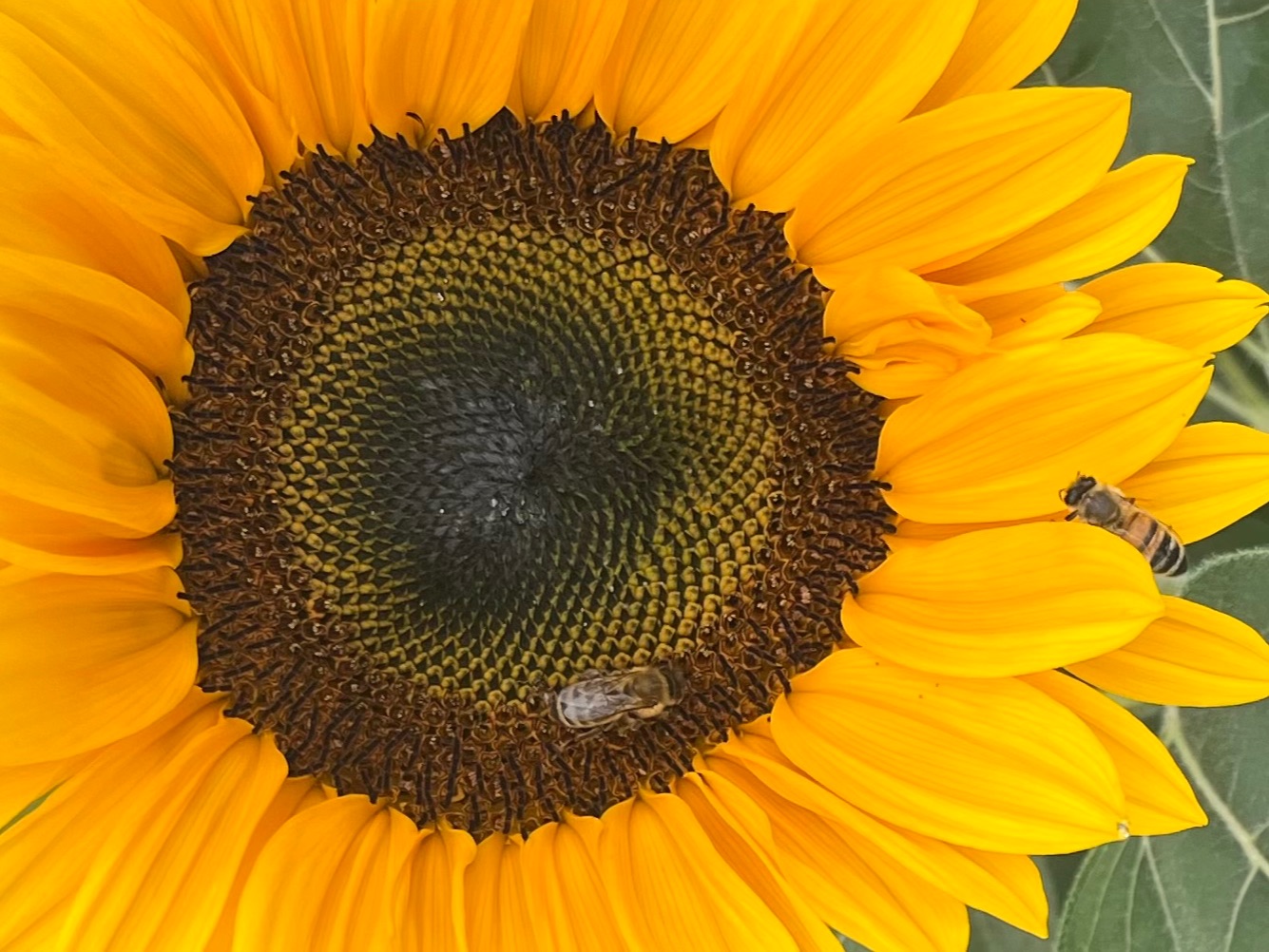 Community photo entitled Bee Happy! by Lisa Ann Fanning on 09/20/2024 at Monmouth County, NJ