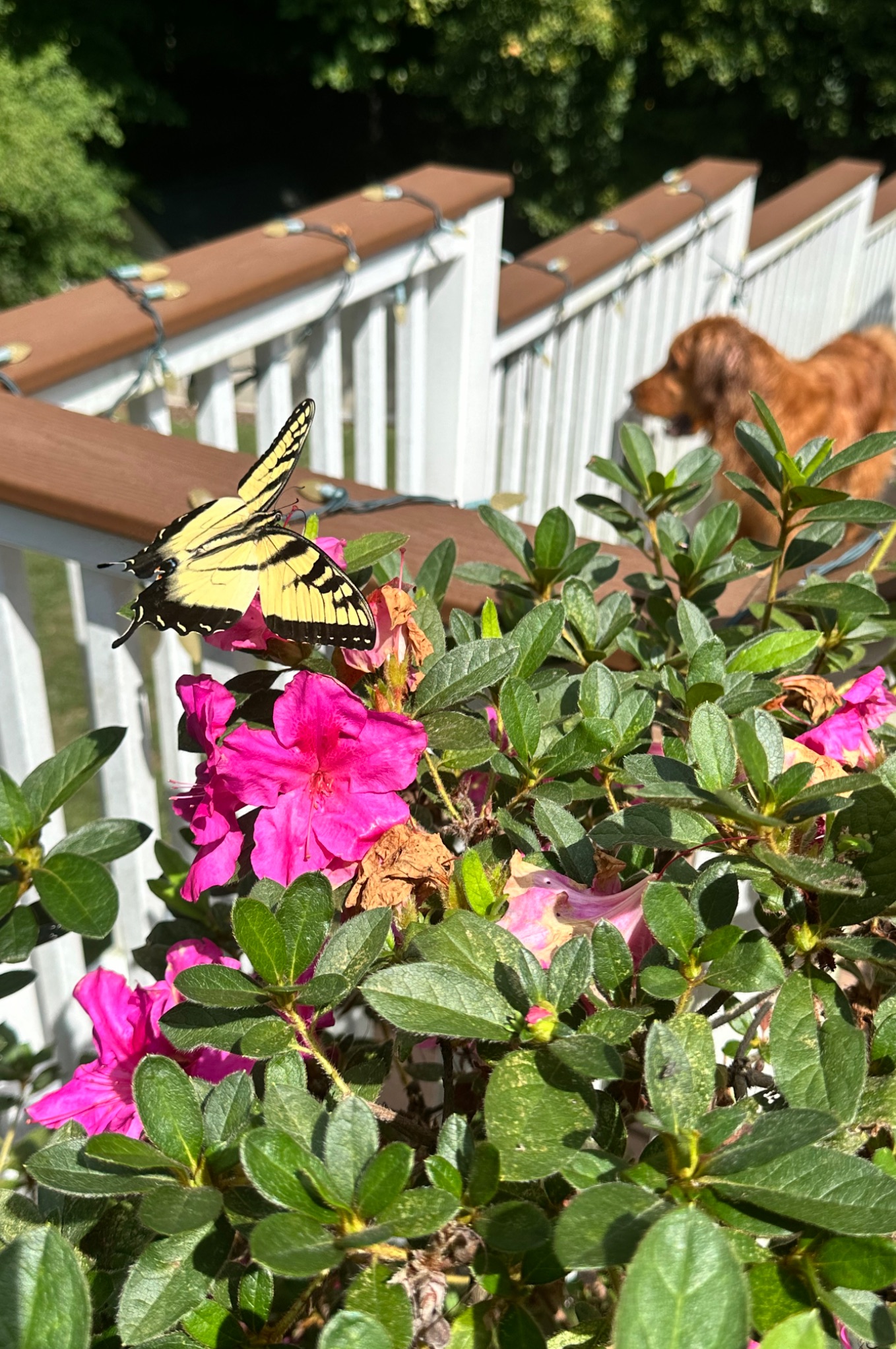 Community photo entitled Oblivion achieves harmonious coexistence by Madison Mushrush on 09/02/2024 at Southern Maryland