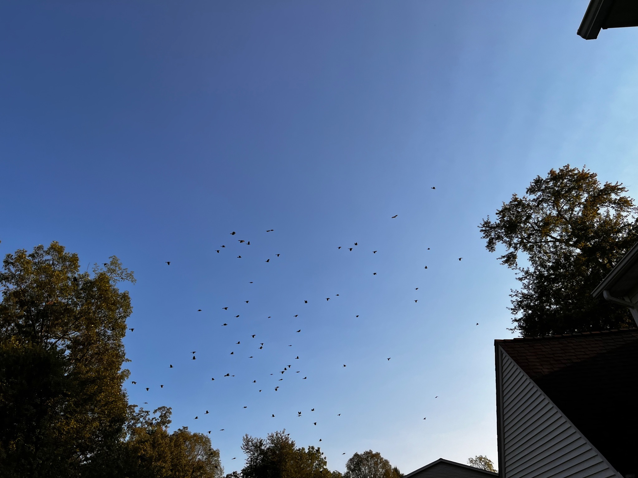 Community photo entitled Starlings by Sudhir Sharma on 09/04/2024 at Stormville, NY