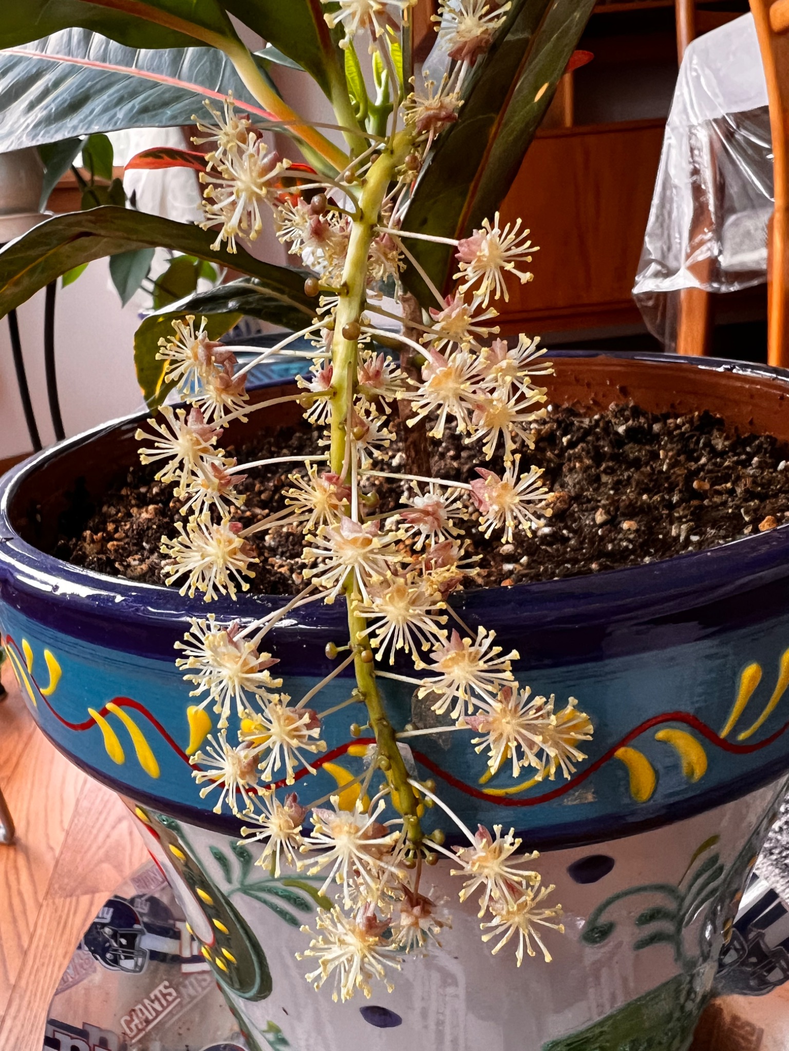 Community photo entitled Flowers of Croton Plant by Sudhir Sharma on 09/18/2024 at Stormville, NY