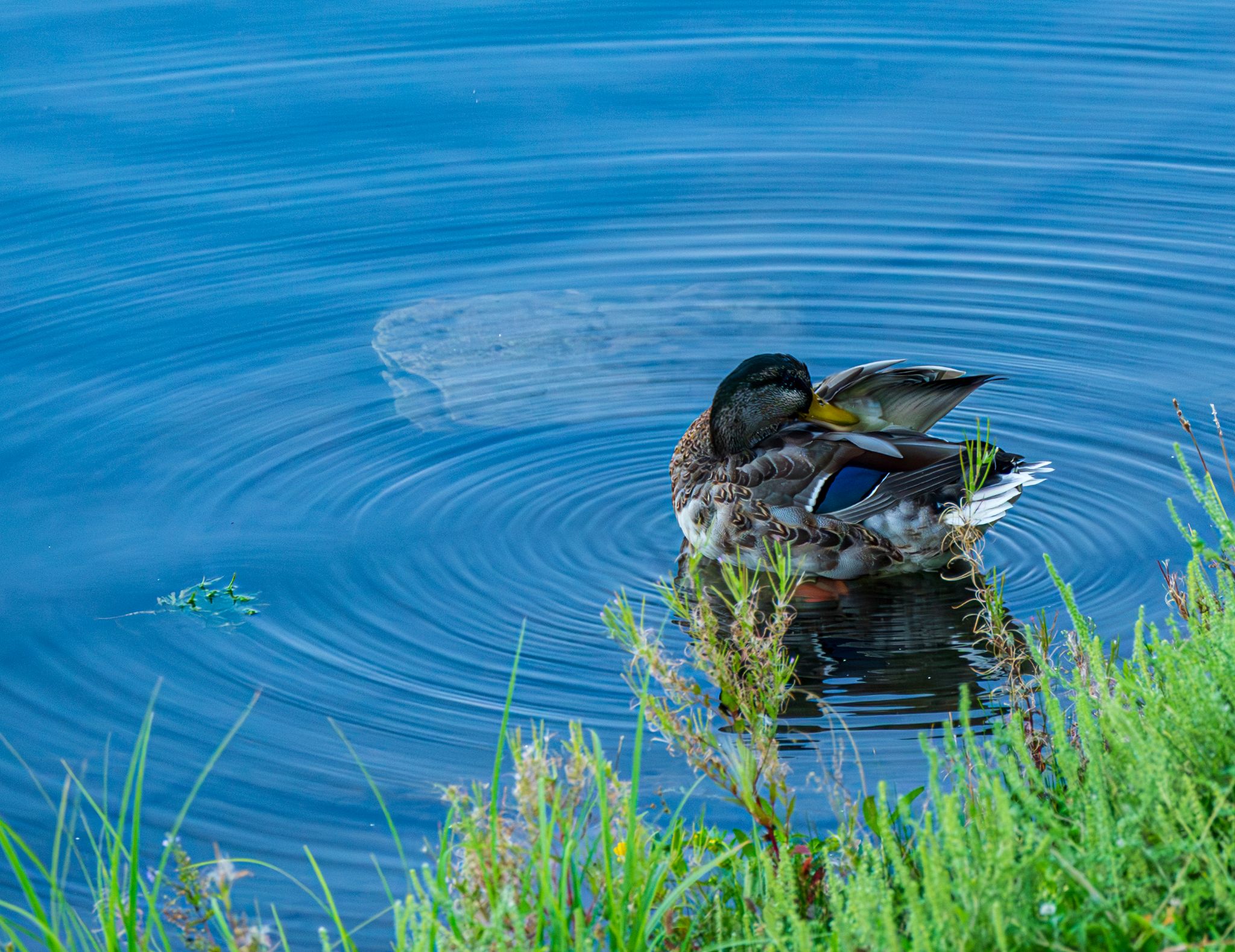 Community photo entitled Friday Night Preening Session by Kathie O'Donnell on 08/31/2024 at Rapid City, SD, USA