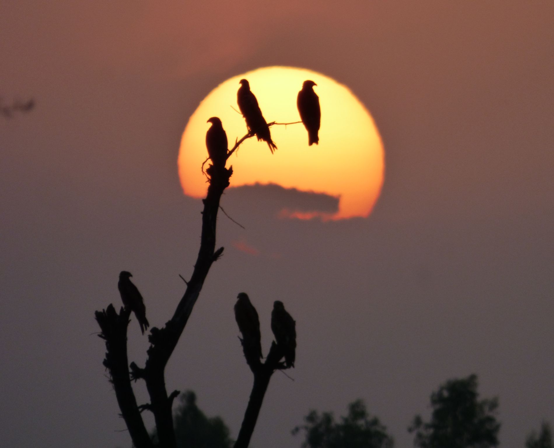 Community photo entitled Last minutes by Saeed Ahmed Abbasi on 09/12/2024 at Kandiaro Sindh Pakistan