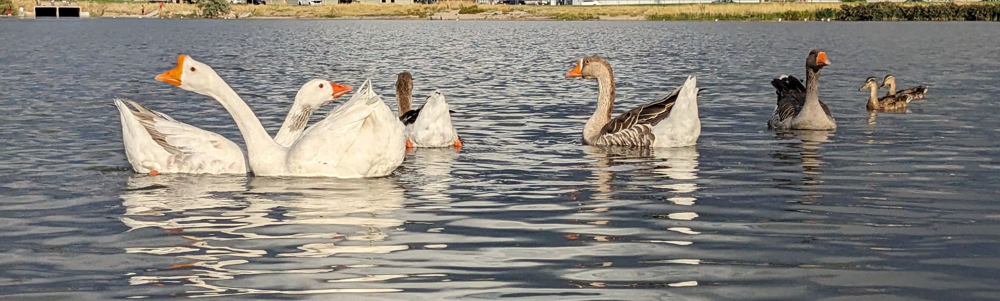 Community photo by Steve Price | Decker Lake, West Valley, Utah