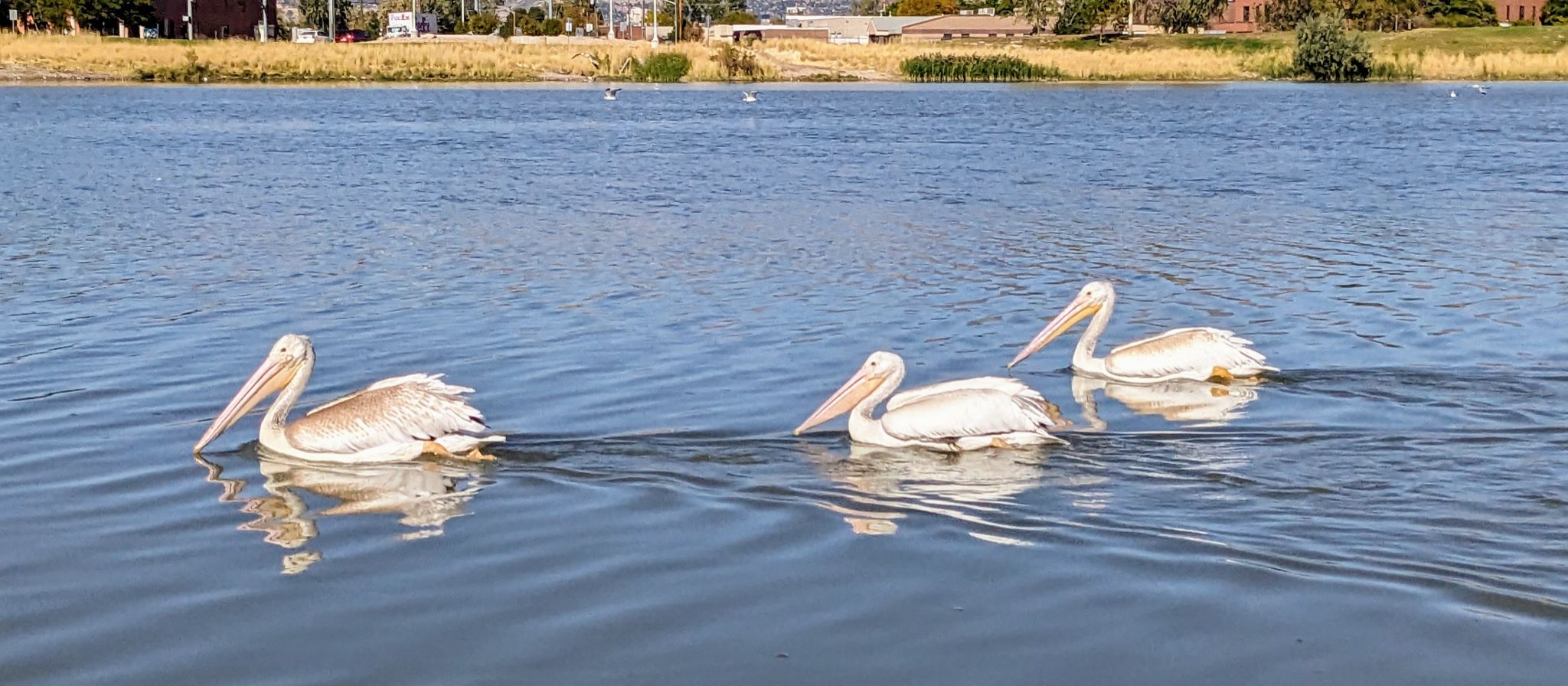 Community photo entitled Three amigos cruising the lake. by Steve Price on 09/24/2024 at Decker Lake, West Valley, Utah