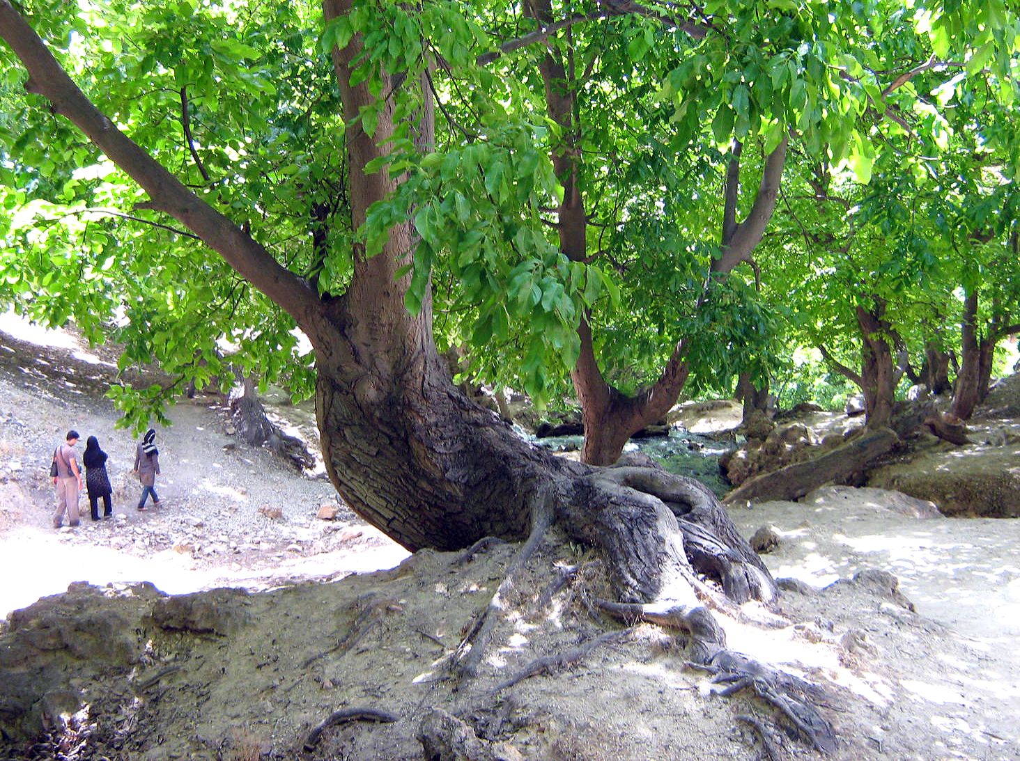 Community photo entitled  by Hassan Dadashi . Arani on 09/05/2024 at Chaharmahal and Bakhtiari province. Iran