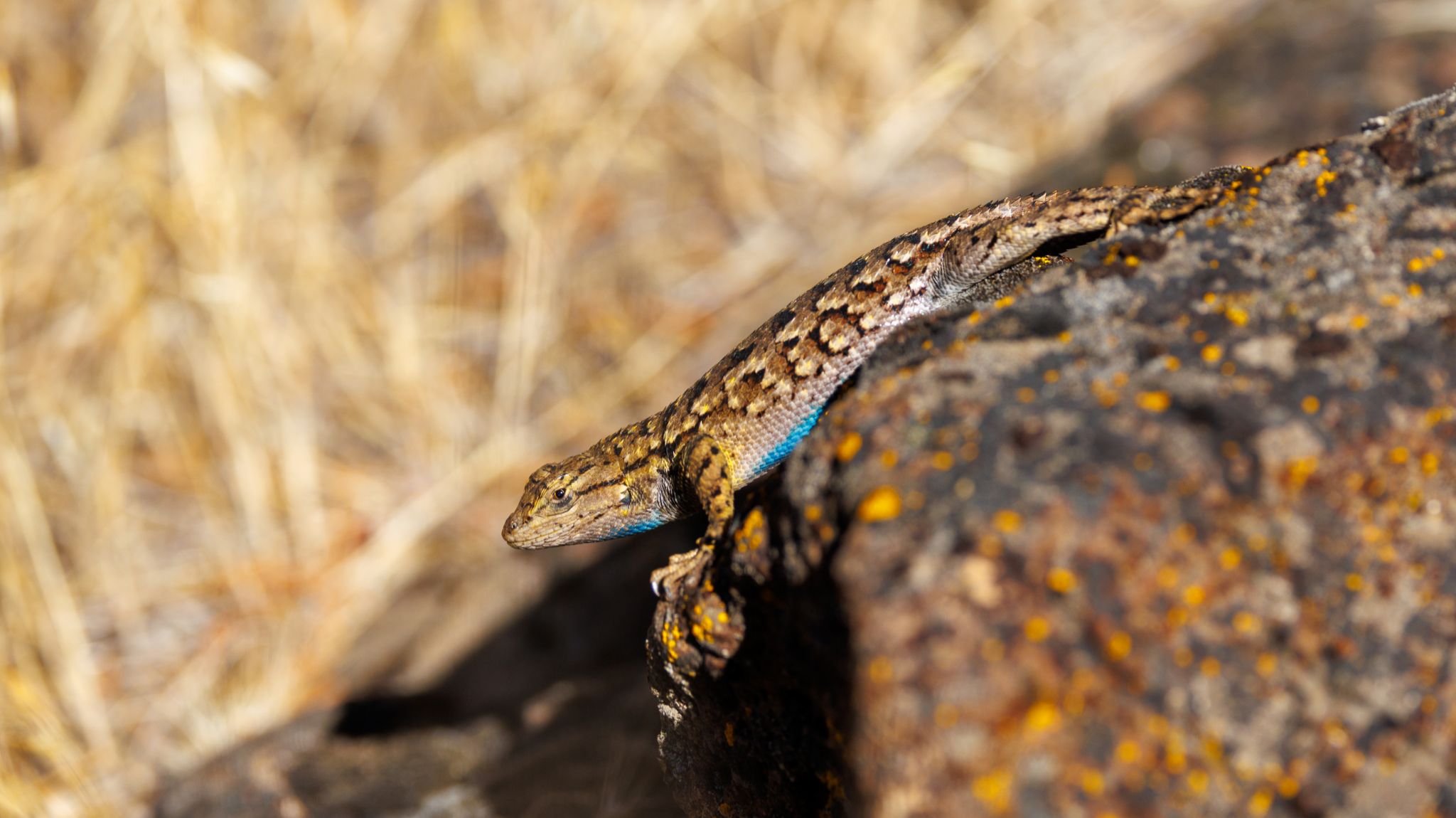 Community photo entitled Got My Eye on You! by Jared Sturtevant on 09/18/2024 at Terrebonne, Oregon