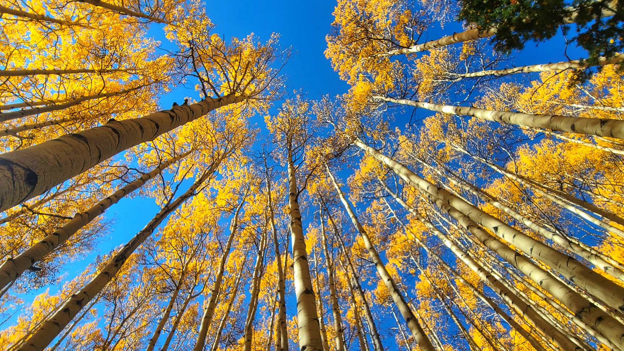 Community photo entitled Leaf peeping by Tawnya Silloway on 10/02/2024 at West Elk Wilderness, Colorado, USA